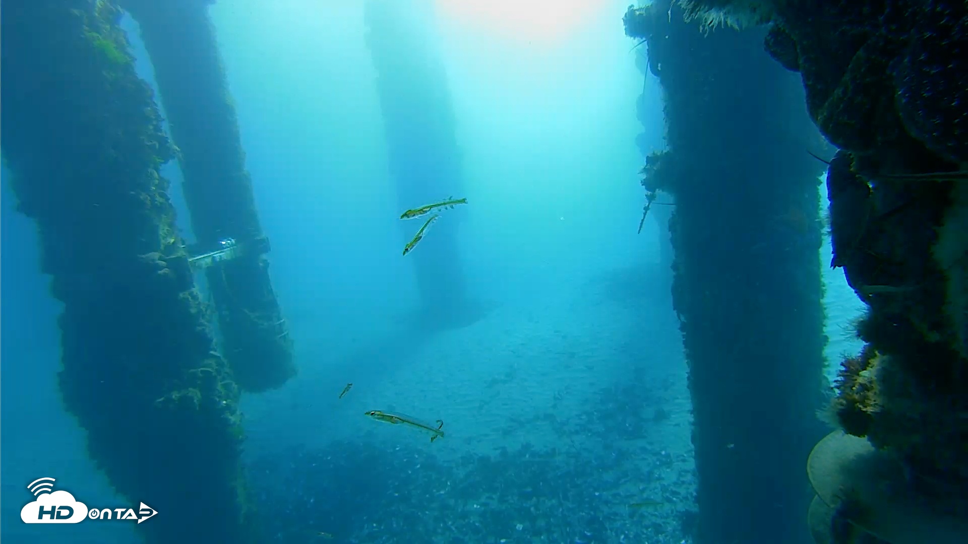 Snapshot of Scripps Pier Underwater Live Webcam taken Jan 27, 2026, 8:00am PST