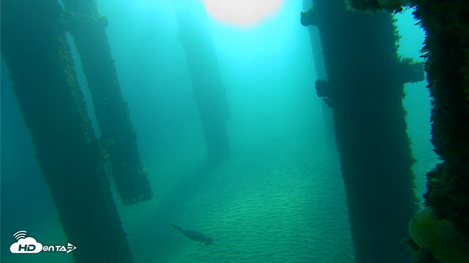Snapshot of Scripps Pier Underwater Live Webcam taken Oct 7, 2026, 8:36am PDT