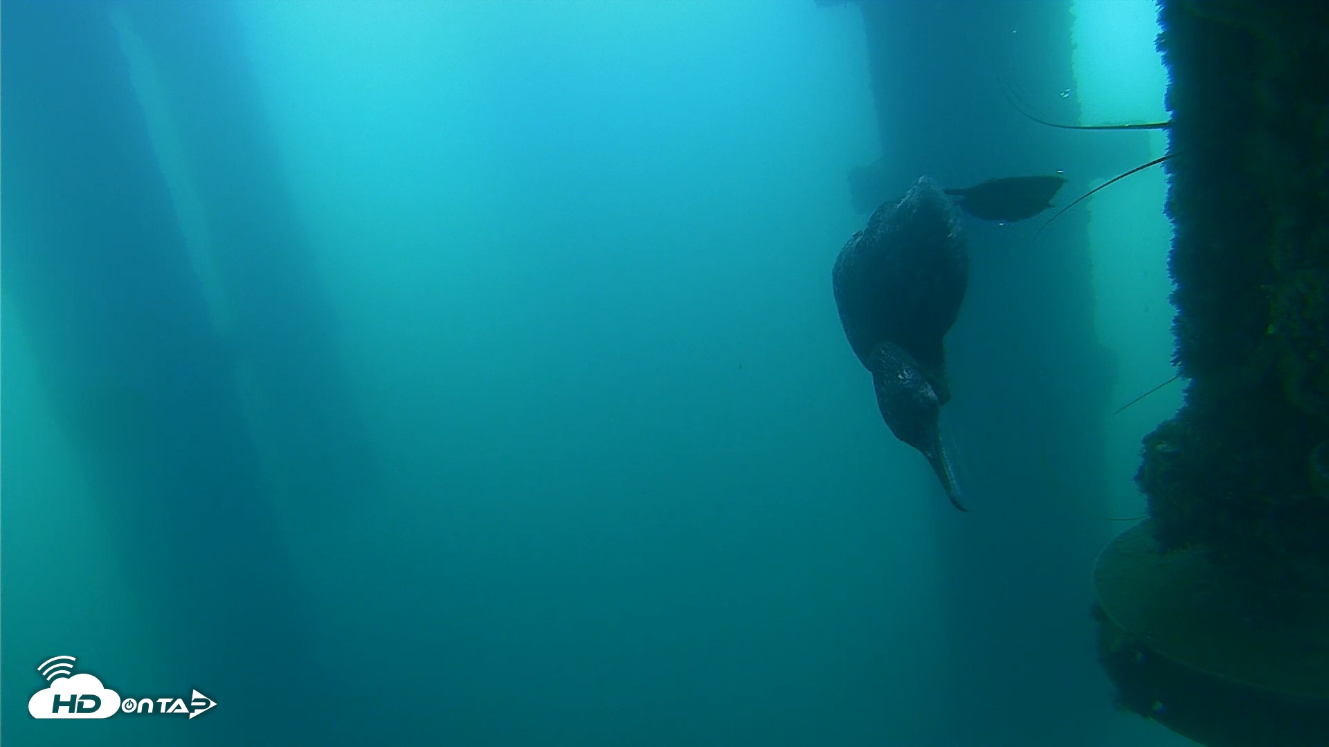Snapshot of Scripps Pier Underwater Live Webcam taken Aug 31, 2026, 8:14am PDT