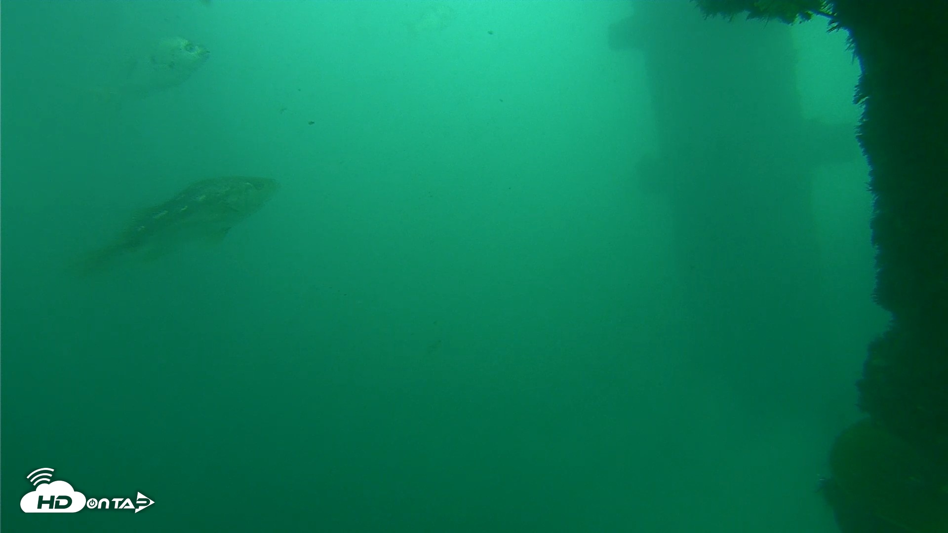 Snapshot of Scripps Pier Underwater Live Webcam taken Oct 11, 2026, 12:05pm PDT