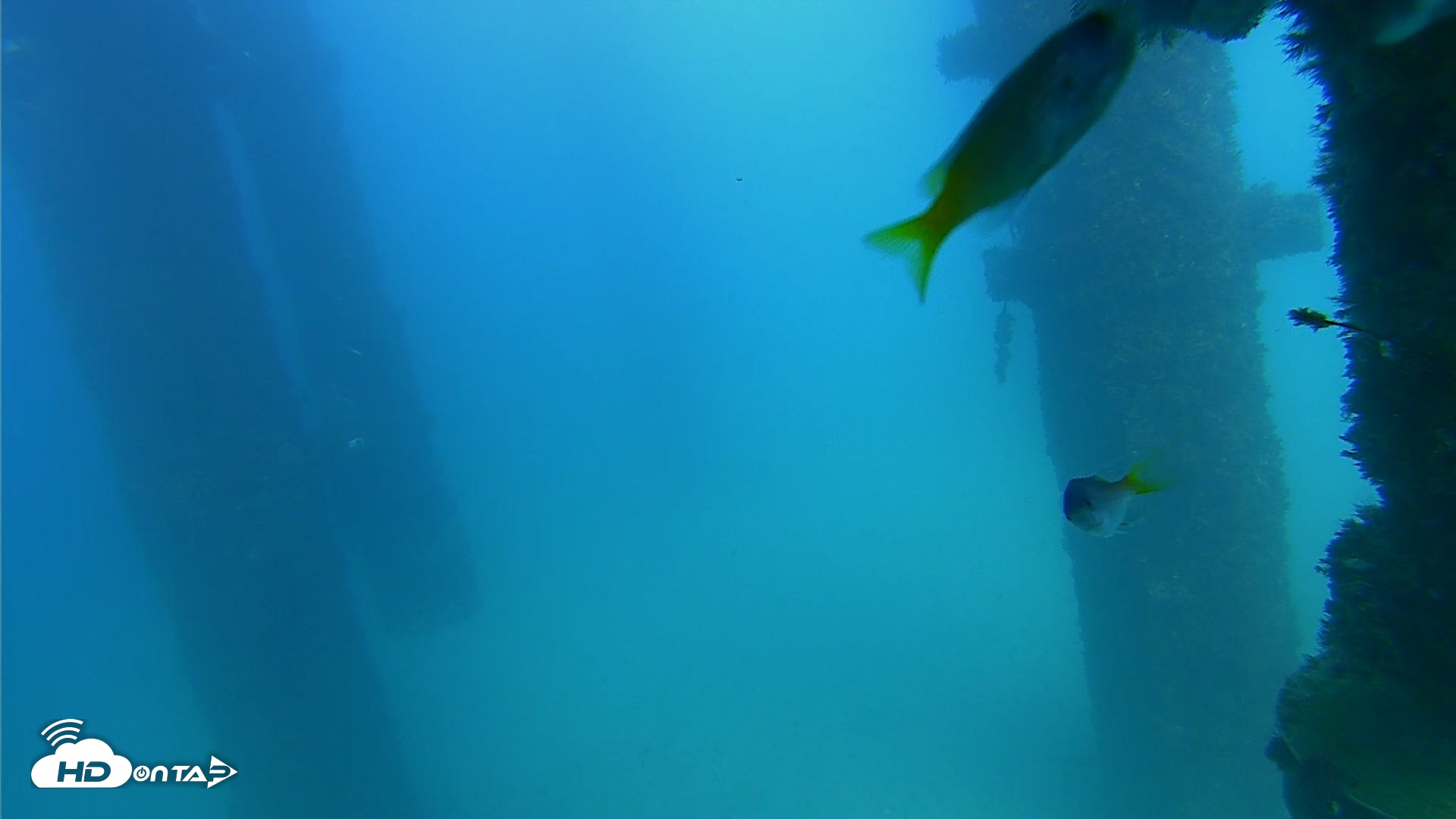 Snapshot of Scripps Pier Underwater Live Webcam taken Sep 20, 2026, 3:42pm PDT
