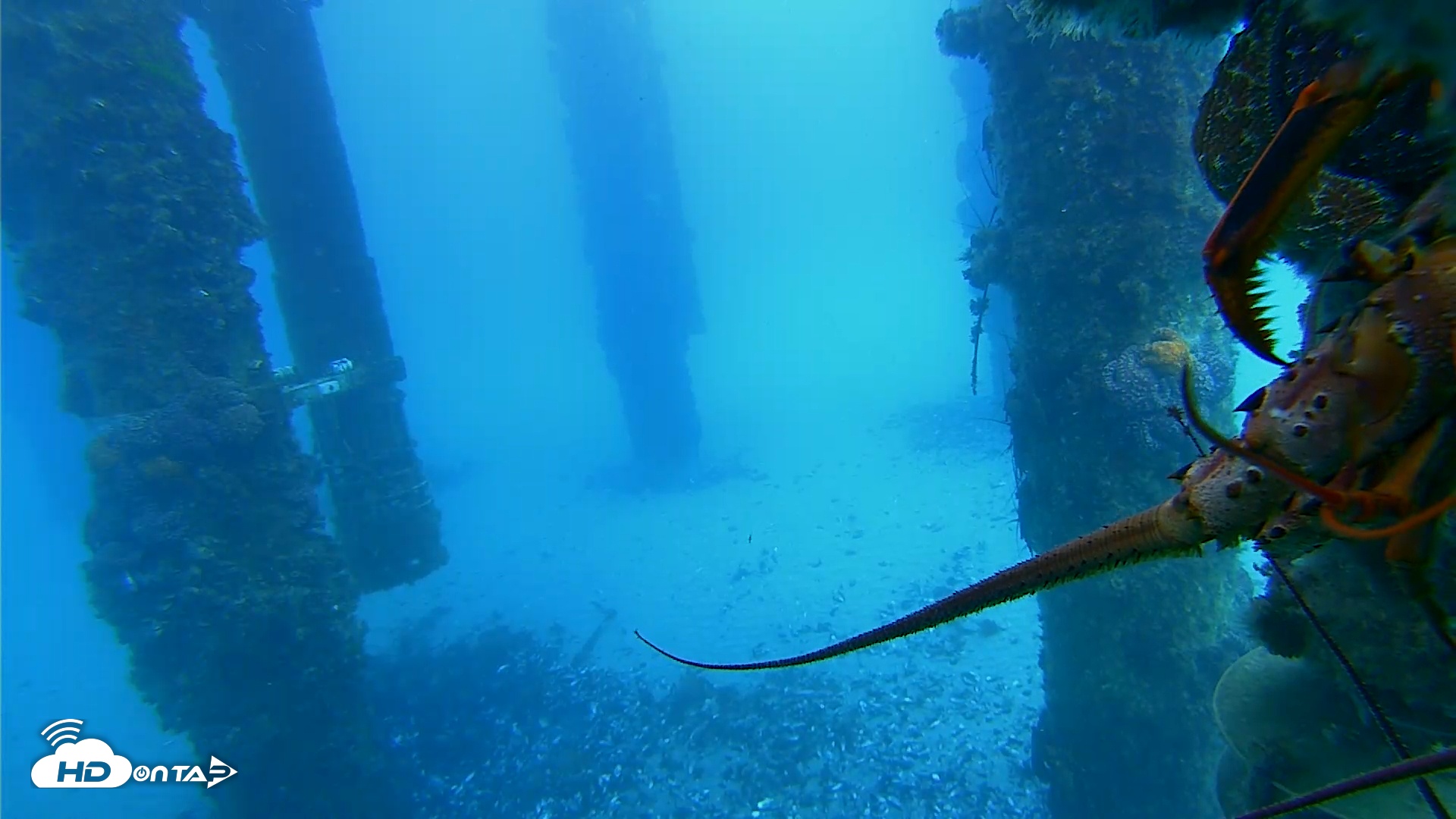Snapshot of Scripps Pier Underwater Live Webcam taken Jan 28, 2026, 2:56pm PST
