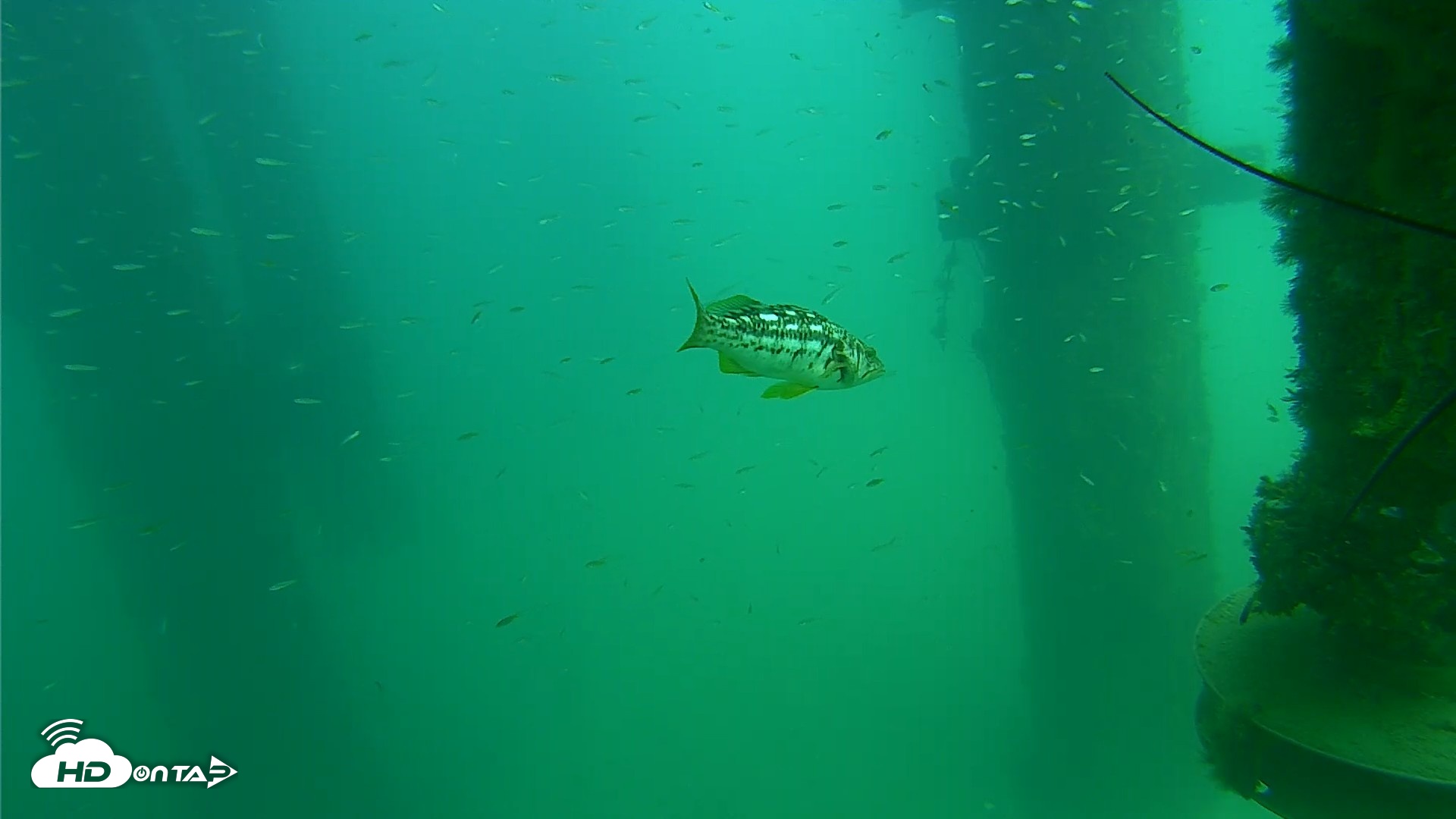Snapshot of Scripps Pier Underwater Live Webcam taken Aug 14, 2026, 2:29pm PDT