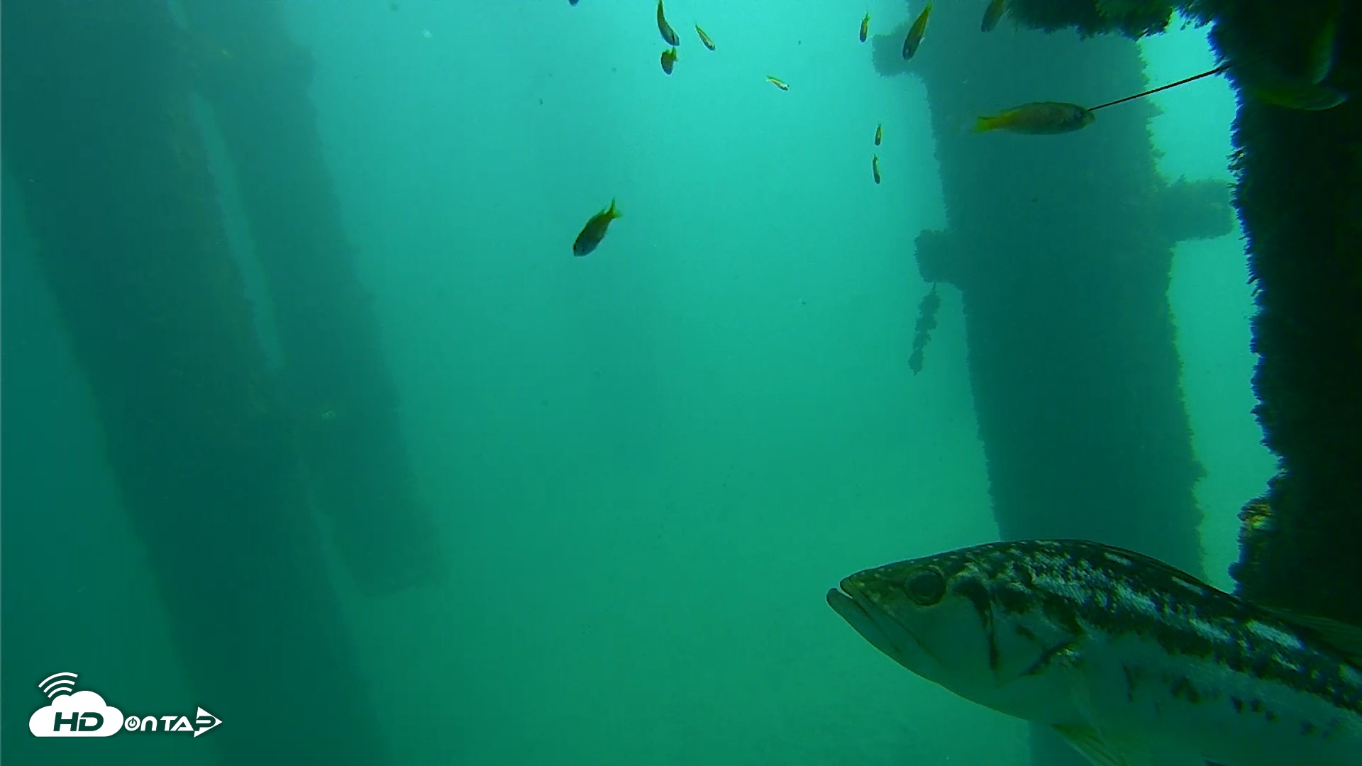 Snapshot of Scripps Pier Underwater Live Webcam taken Oct 8, 2026, 11:40am PDT