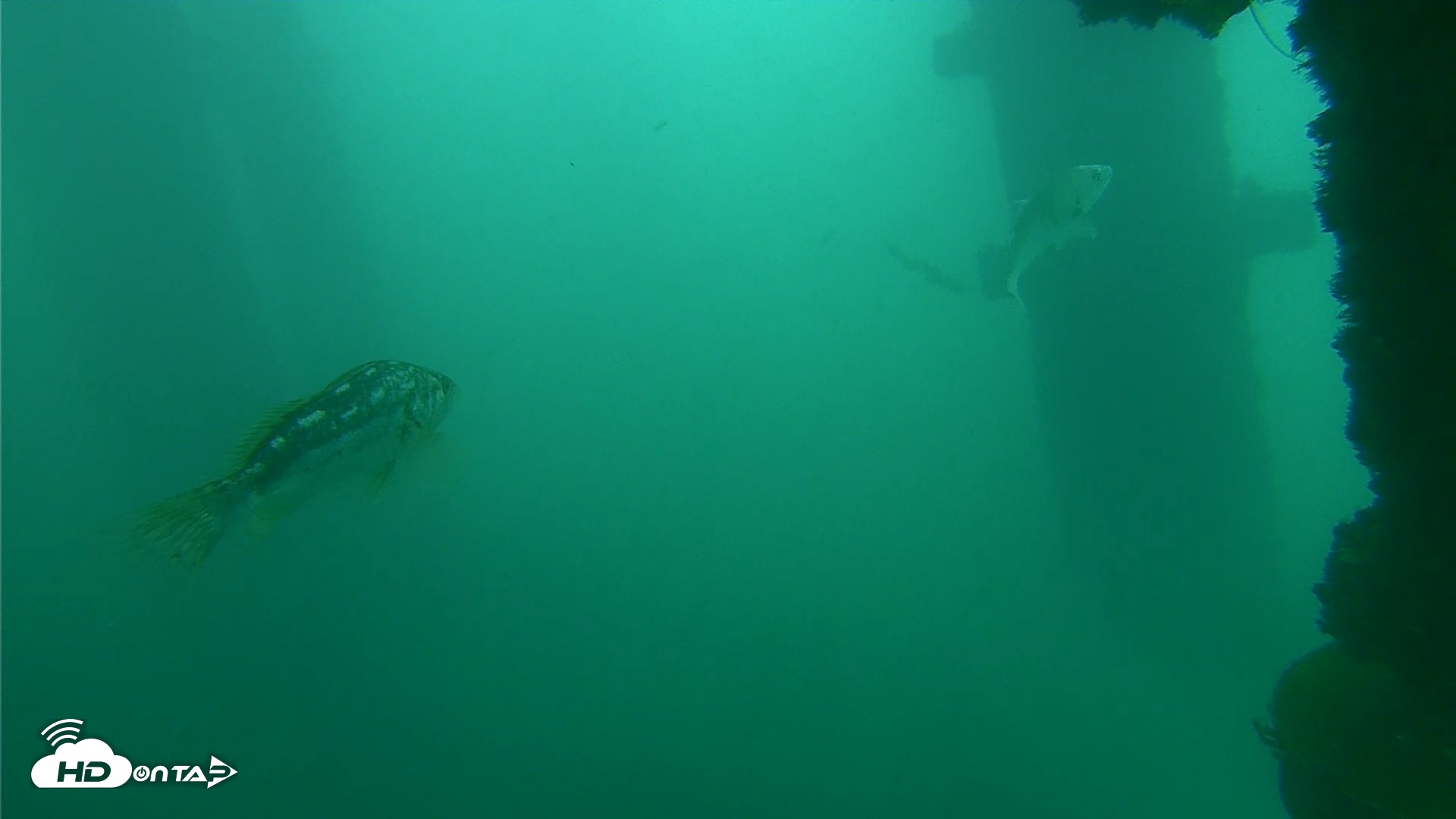 Snapshot of Scripps Pier Underwater Live Webcam taken Oct 11, 2026, 11:59am PDT