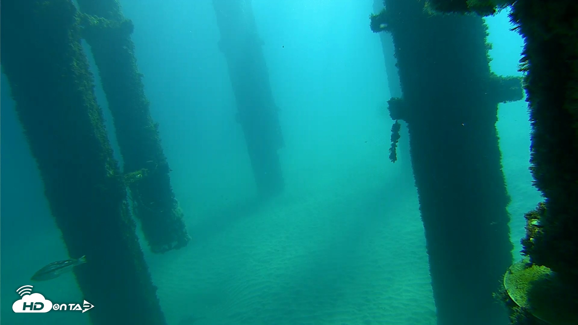 Snapshot of Scripps Pier Underwater Live Webcam taken Oct 7, 2026, 10:01am PDT