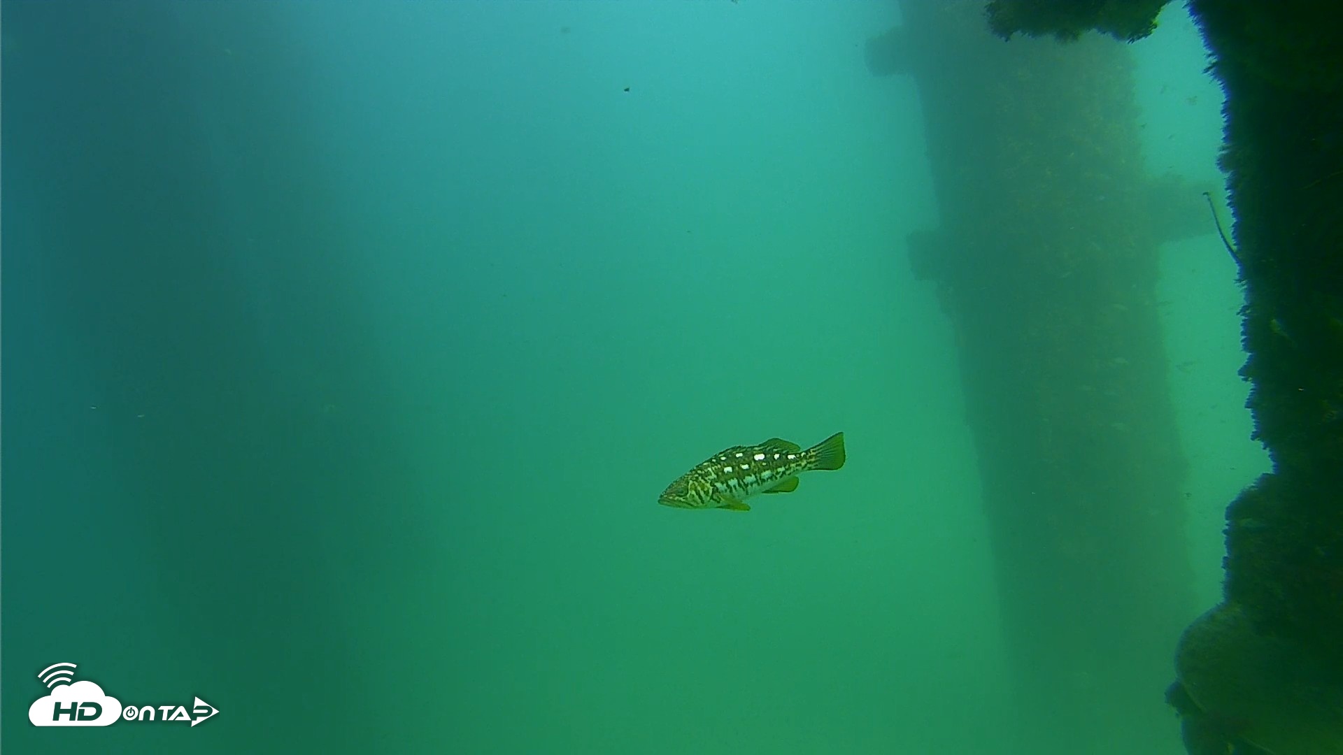Snapshot of Scripps Pier Underwater Live Webcam taken Sep 18, 2026, 3:18pm PDT