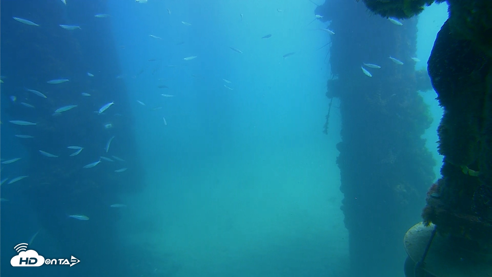 Snapshot of Scripps Pier Underwater Live Webcam taken Sep 18, 2025, 12:53pm PDT