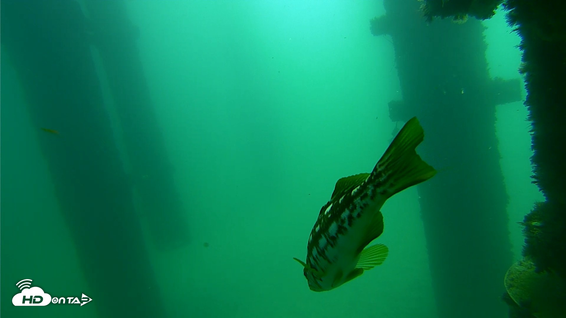 Snapshot of Scripps Pier Underwater Live Webcam taken Sep 17, 2026, 11:11am PDT