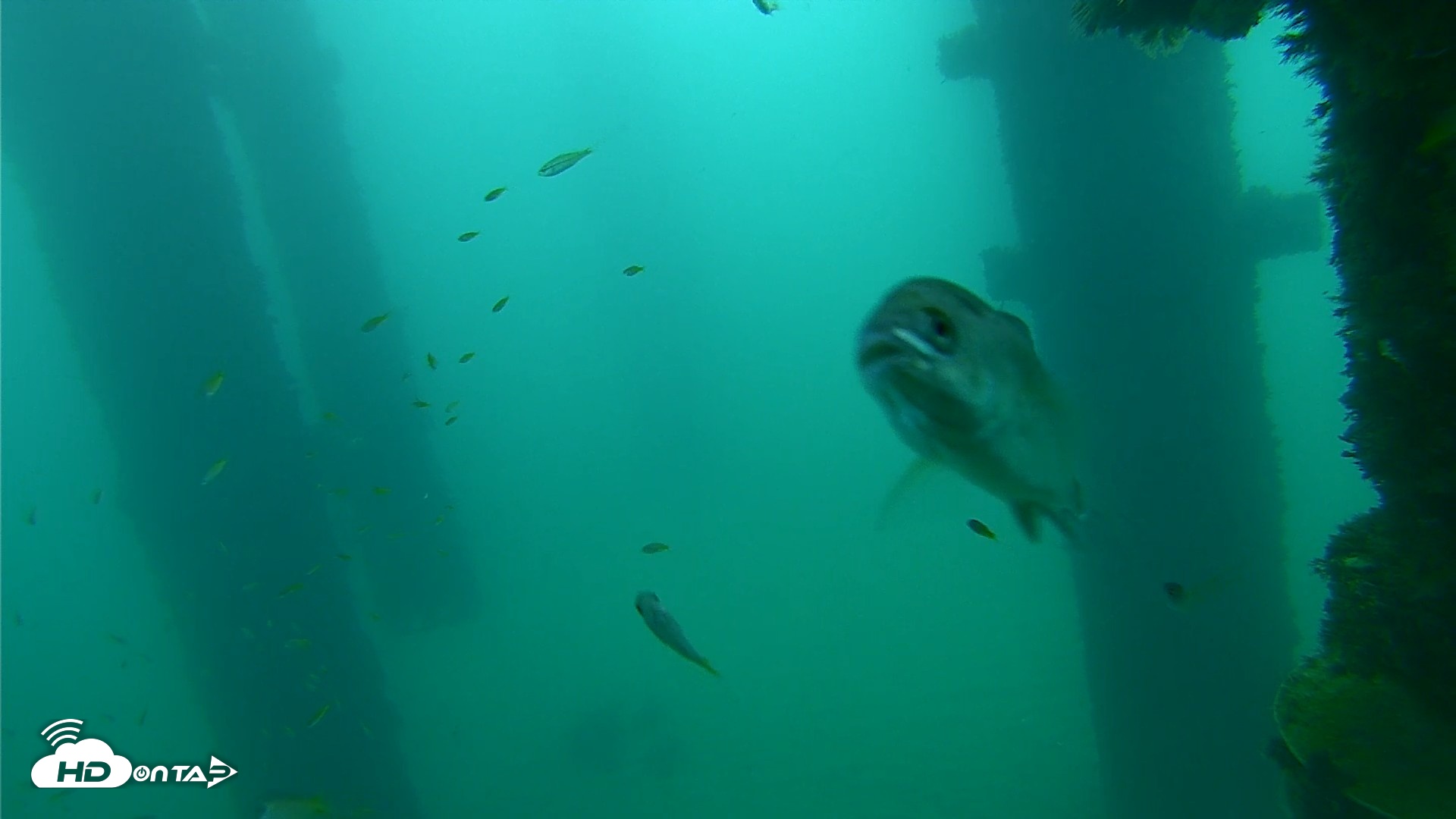 Snapshot of Scripps Pier Underwater Live Webcam taken Sep 21, 2026, 7:26am PDT