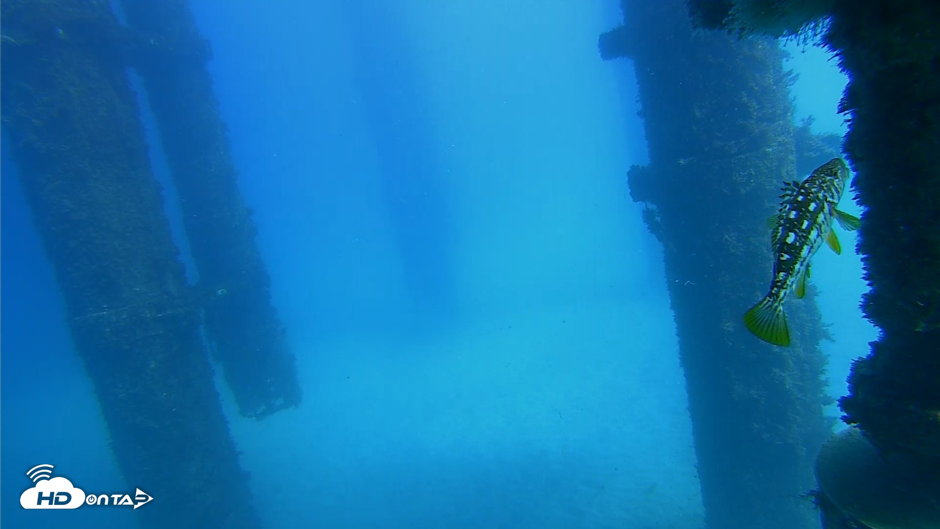 Snapshot of Scripps Pier Underwater Live Webcam taken Oct 20, 2026, 1:48pm PDT