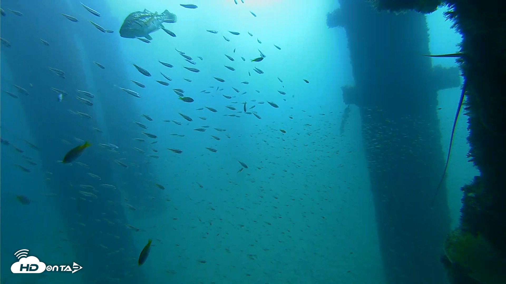 Snapshot of Scripps Pier Underwater Live Webcam taken Sep 25, 2026, 9:34am PDT