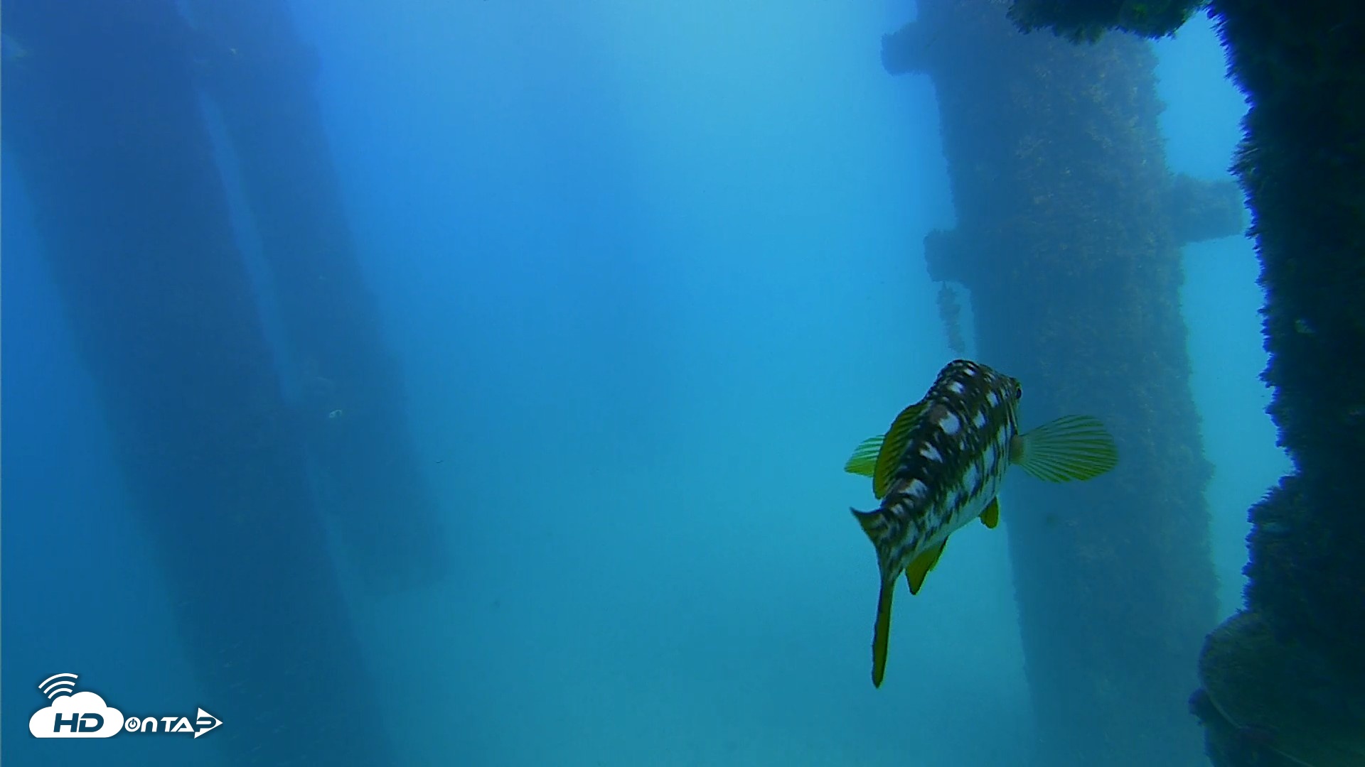 Snapshot of Scripps Pier Underwater Live Webcam taken Sep 25, 2026, 3:04pm PDT