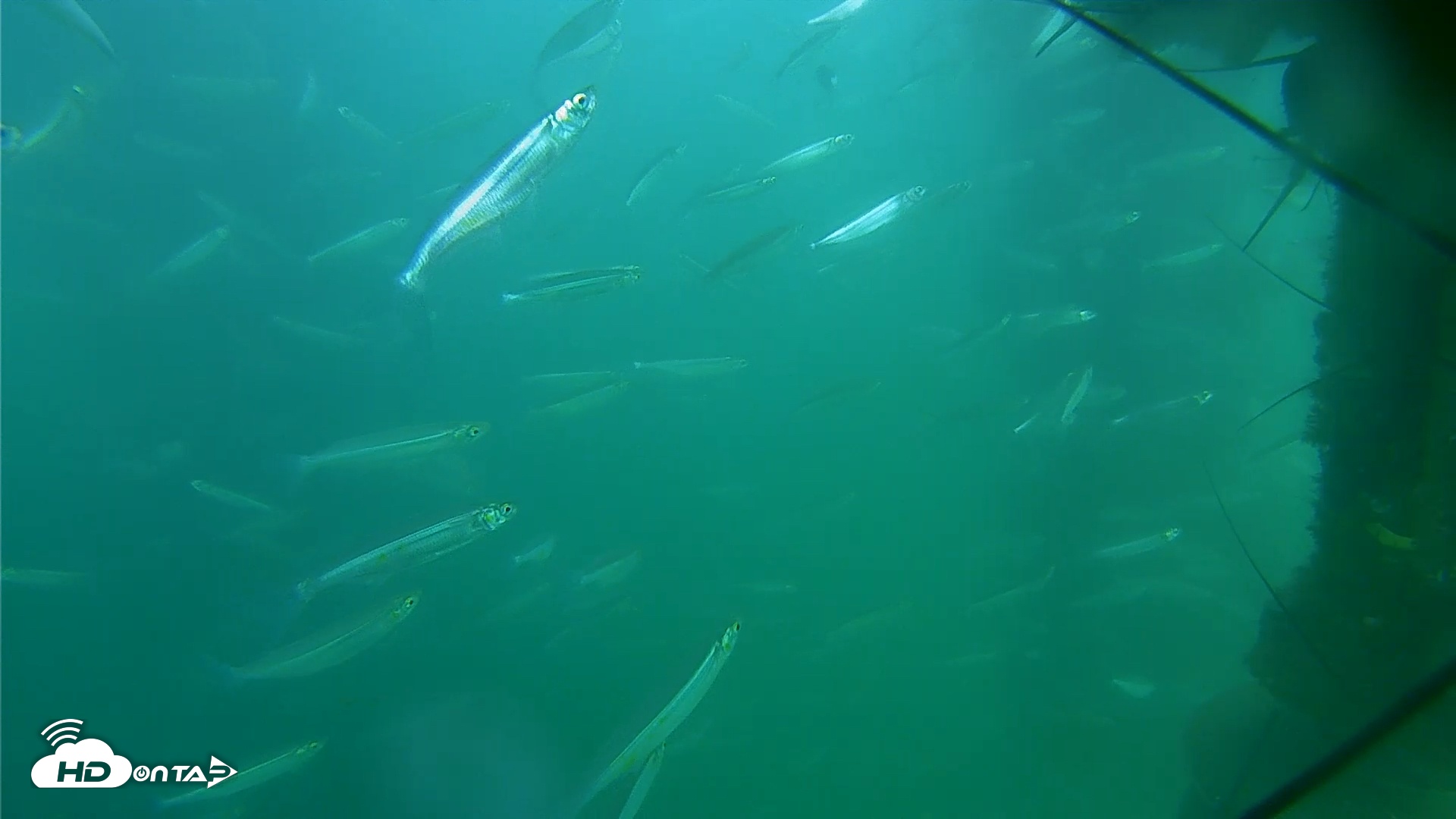 Snapshot of Scripps Pier Underwater Live Webcam taken Aug 1, 2025, 5:13pm PDT