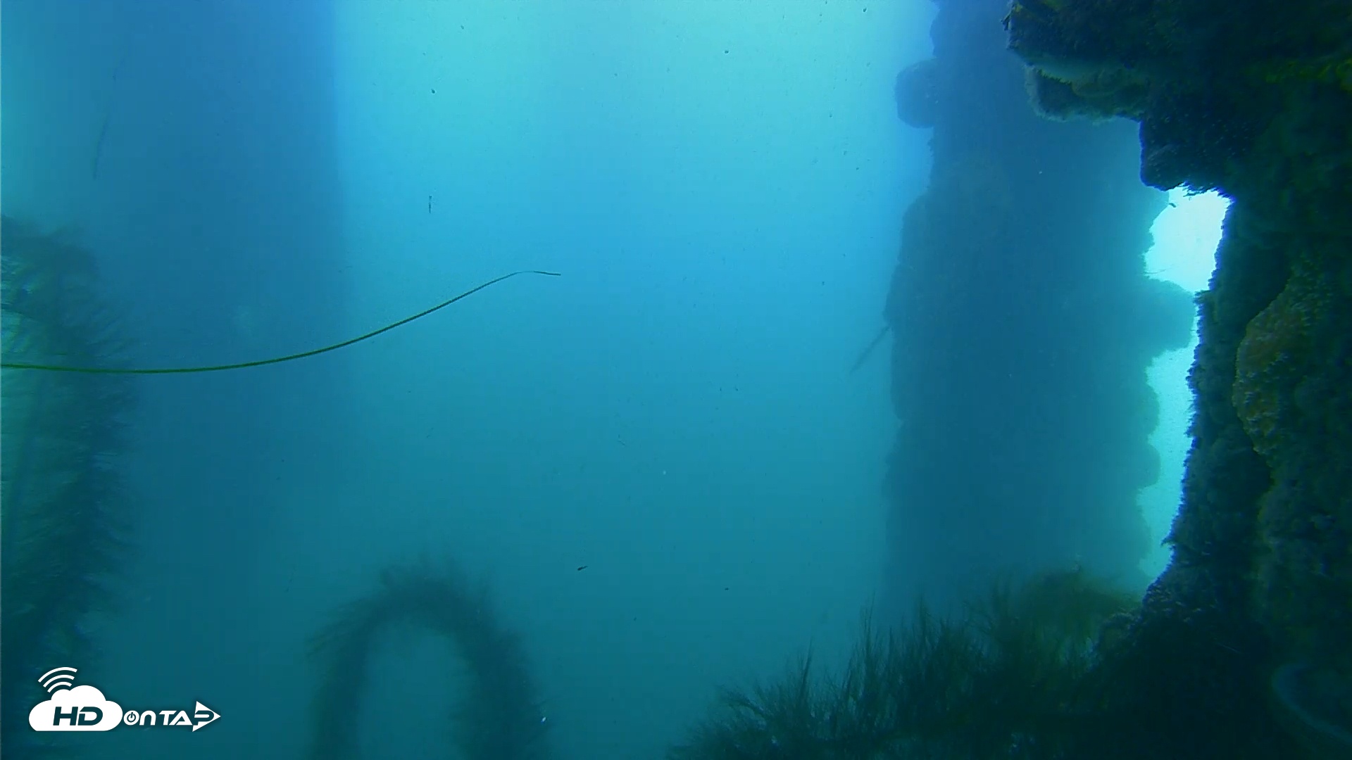 Snapshot of Scripps Pier Underwater Live Webcam taken May 19, 2025, 8:50am PDT