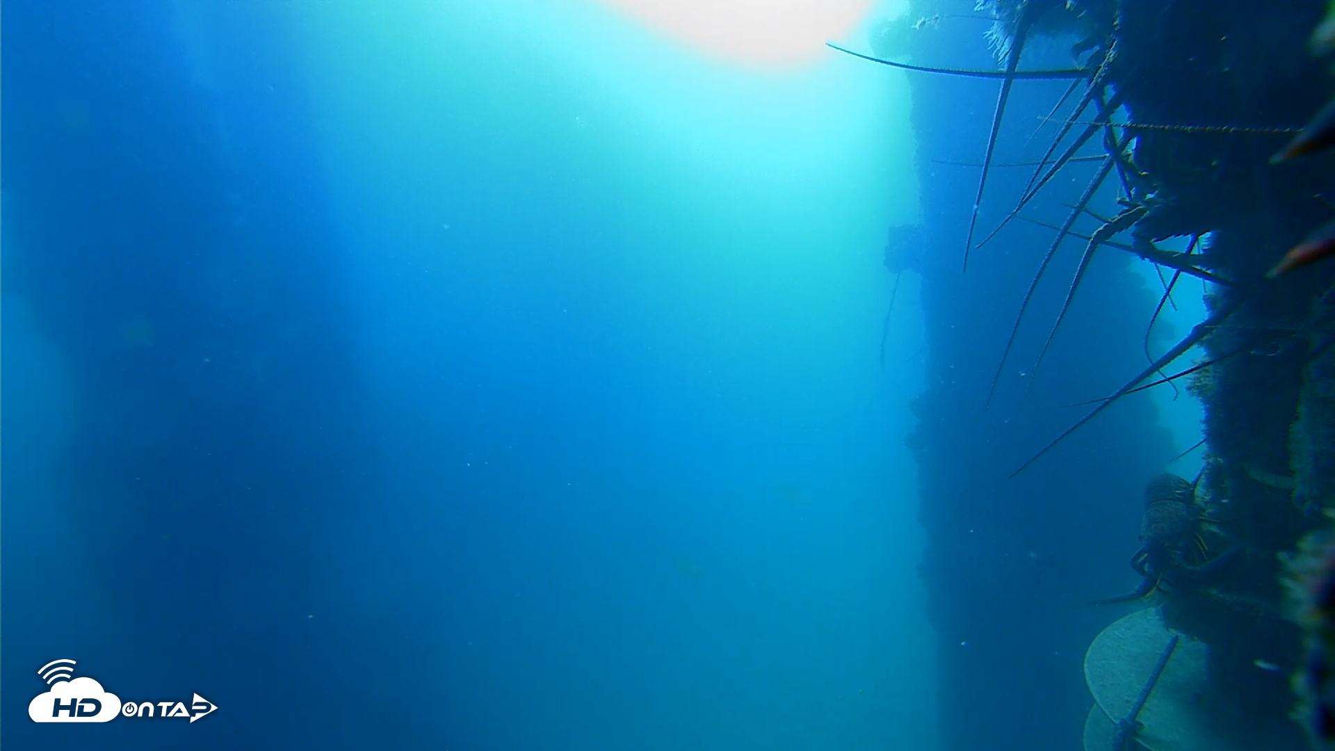 Snapshot of Scripps Pier Underwater Live Webcam taken Aug 20, 2025, 9:05am PDT
