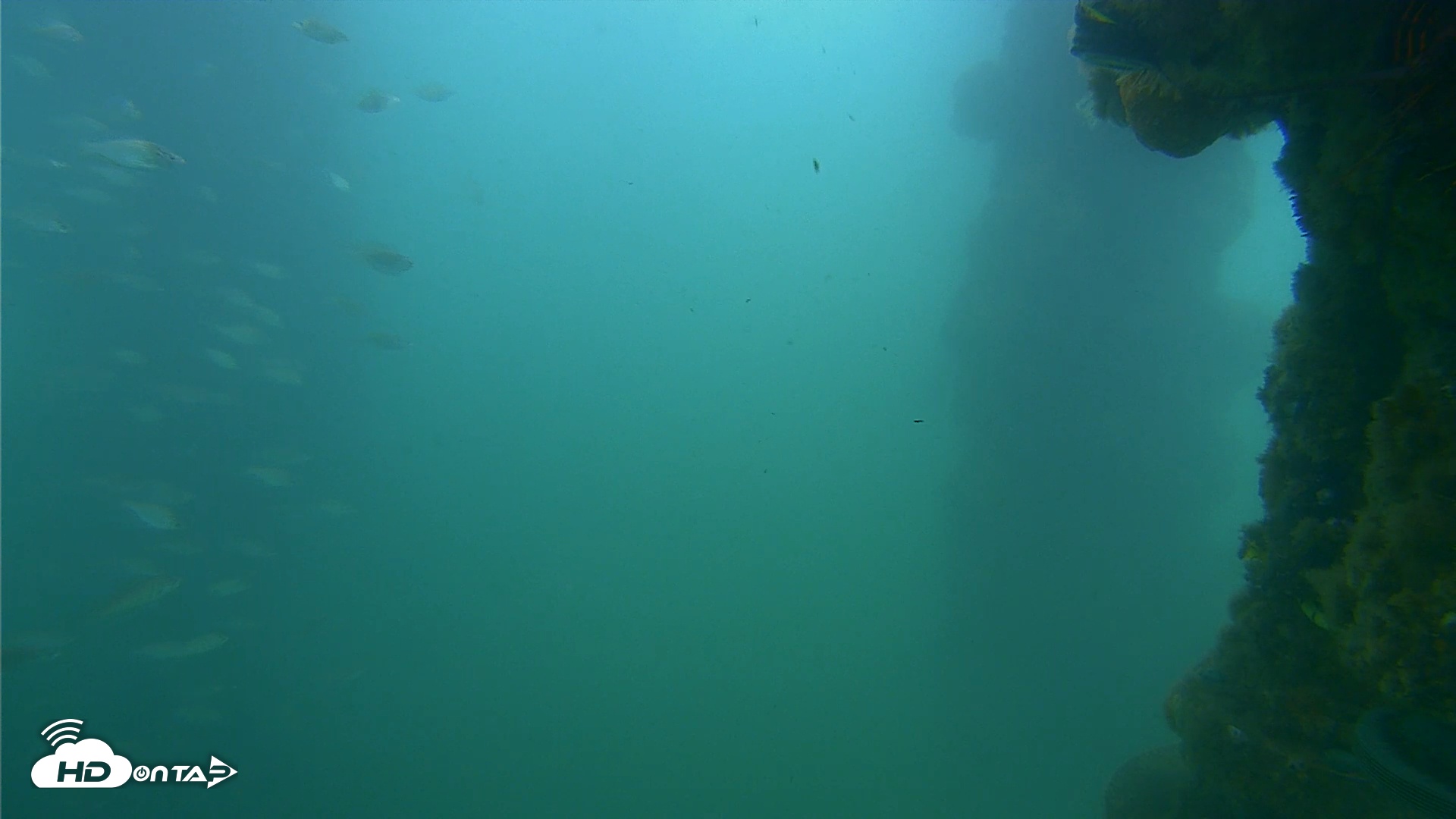 Snapshot of Scripps Pier Underwater Live Webcam taken Jun 16, 2025, 8:16am PDT