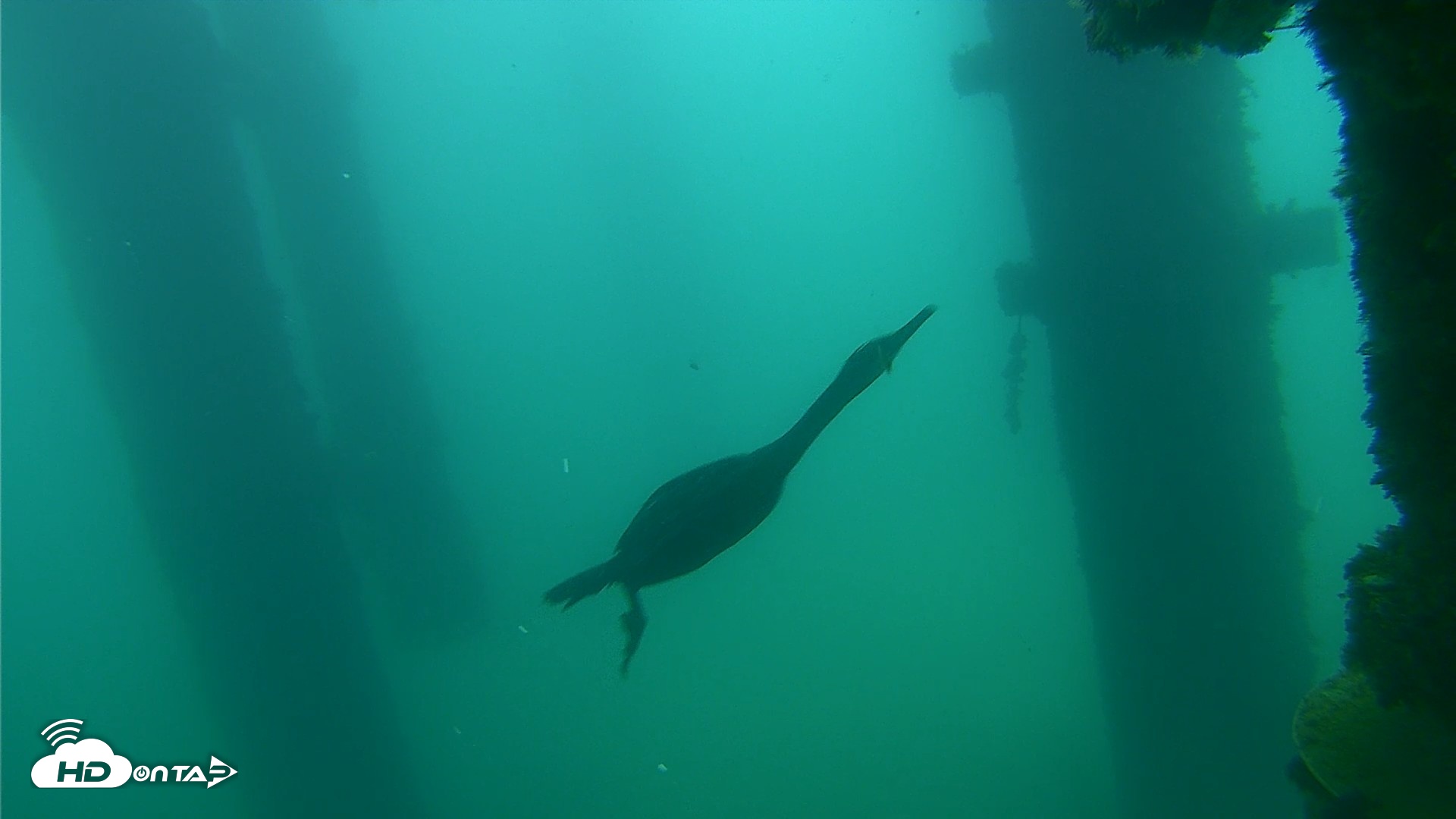 Snapshot of Scripps Pier Underwater Live Webcam taken Sep 18, 2026, 7:56am PDT