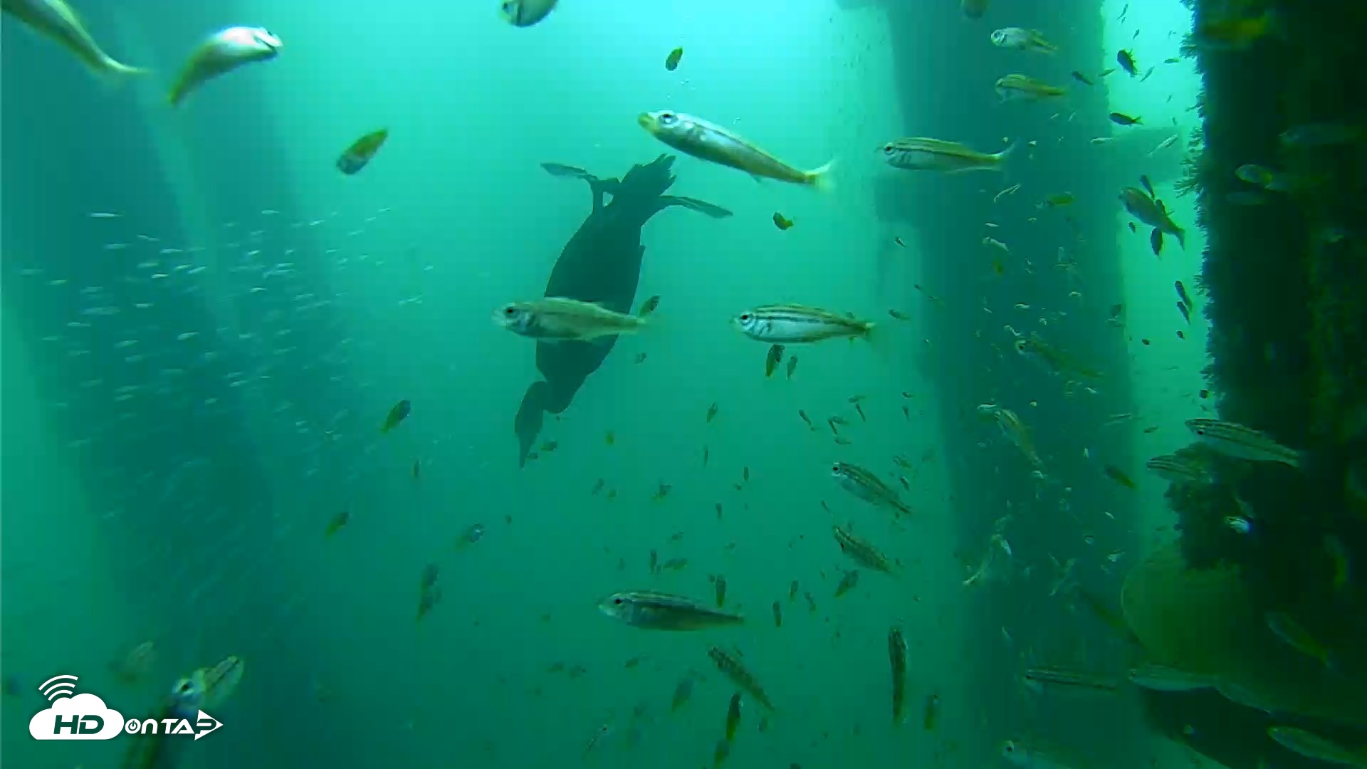 Snapshot of Scripps Pier Underwater Live Webcam taken Aug 28, 2026, 8:32am PDT