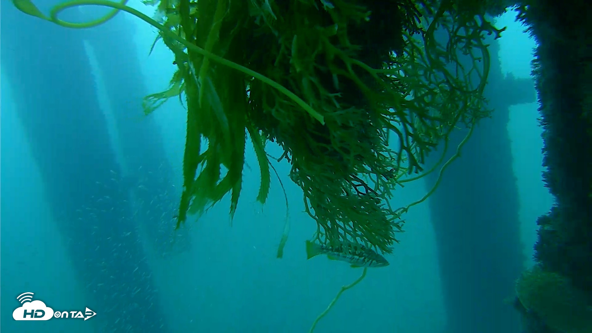 Snapshot of Scripps Pier Underwater Live Webcam taken Oct 4, 2026, 7:20am PDT
