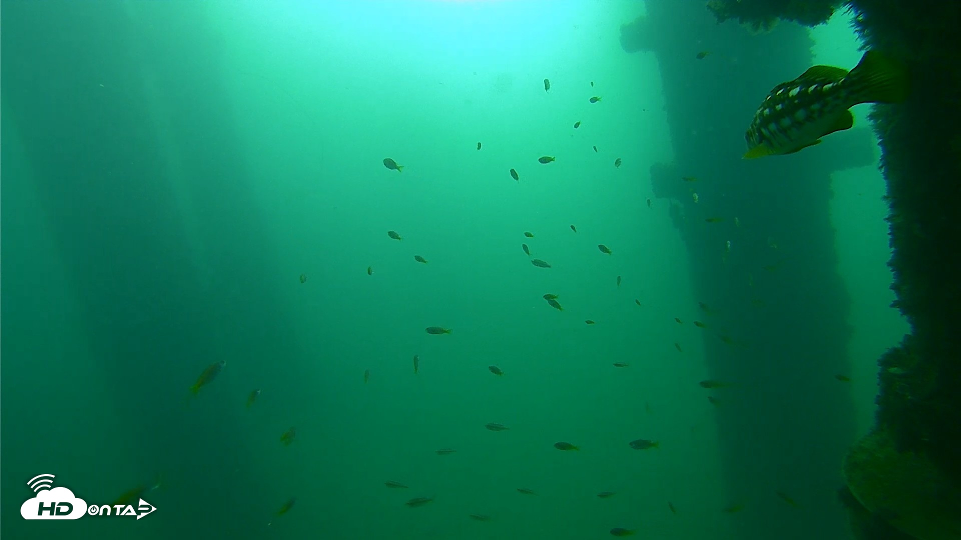 Snapshot of Scripps Pier Underwater Live Webcam taken Sep 23, 2026, 9:03am PDT
