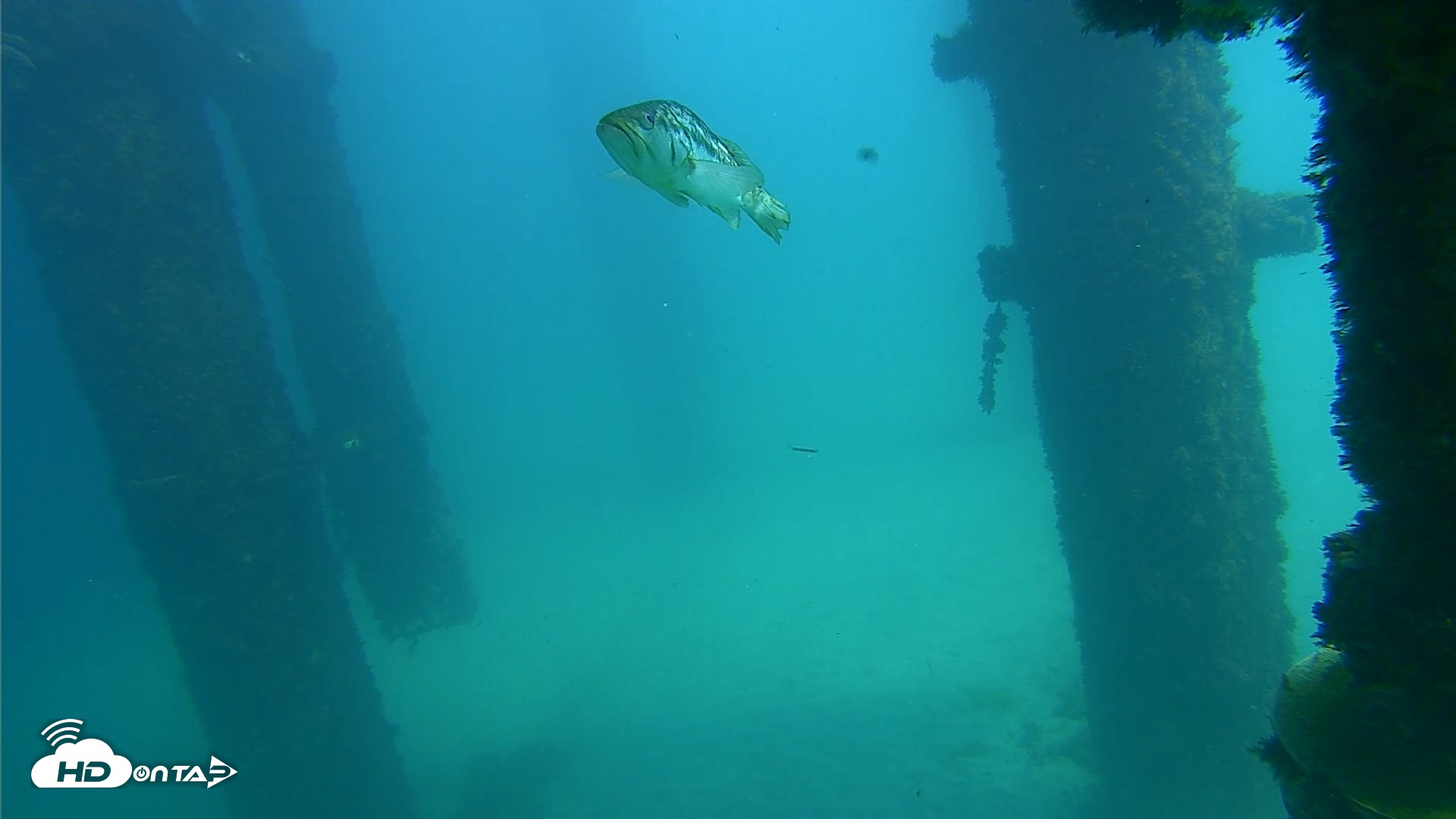 Snapshot of Scripps Pier Underwater Live Webcam taken Oct 6, 2026, 1:34pm PDT