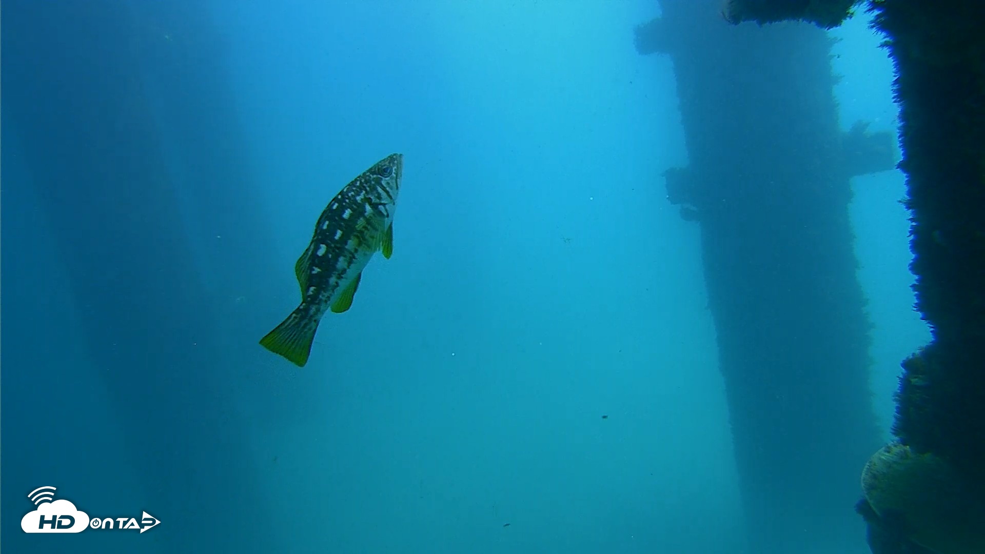 Snapshot of Scripps Pier Underwater Live Webcam taken Sep 19, 2026, 12:34pm PDT