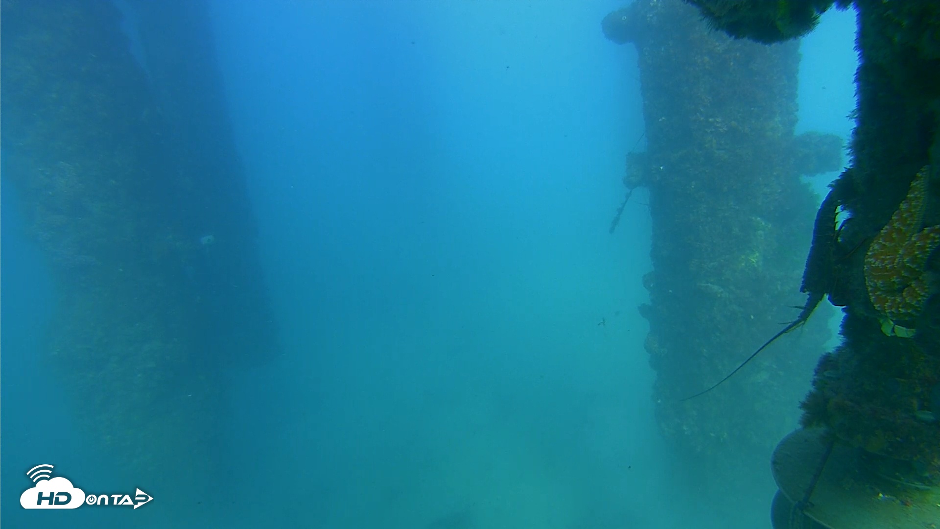 Snapshot of Scripps Pier Underwater Live Webcam taken Sep 27, 2025, 4:41pm PDT