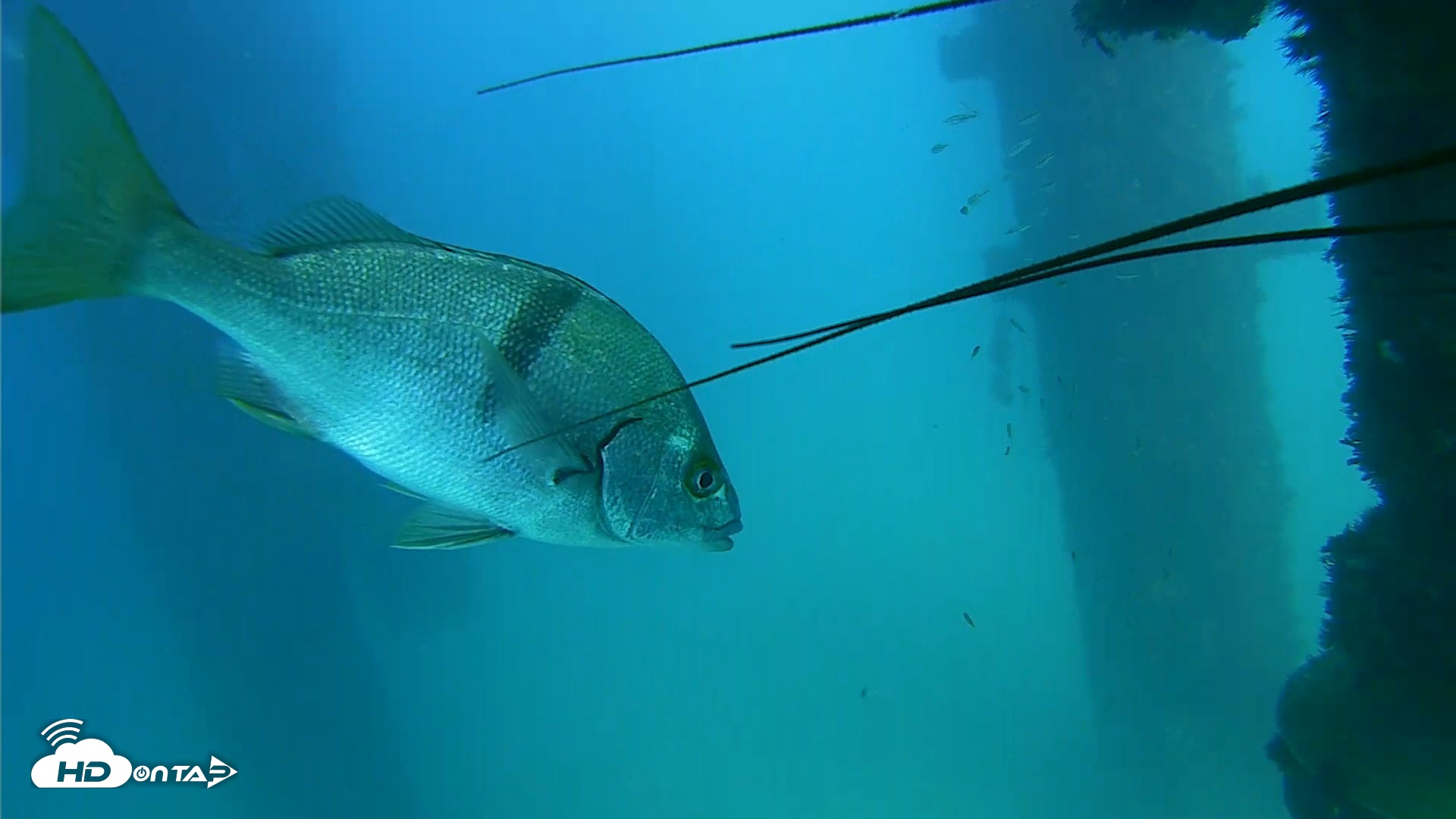 Snapshot of Scripps Pier Underwater Live Webcam taken Sep 19, 2026, 3:33pm PDT