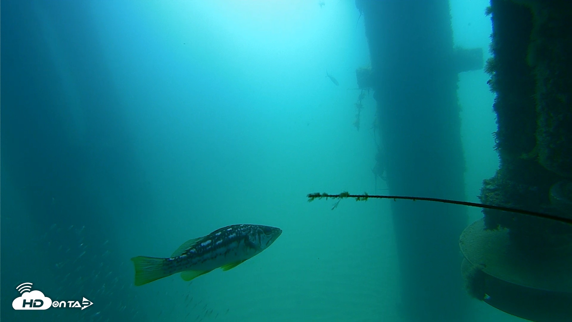 Snapshot of Scripps Pier Underwater Live Webcam taken Aug 10, 2026, 10:23am PDT