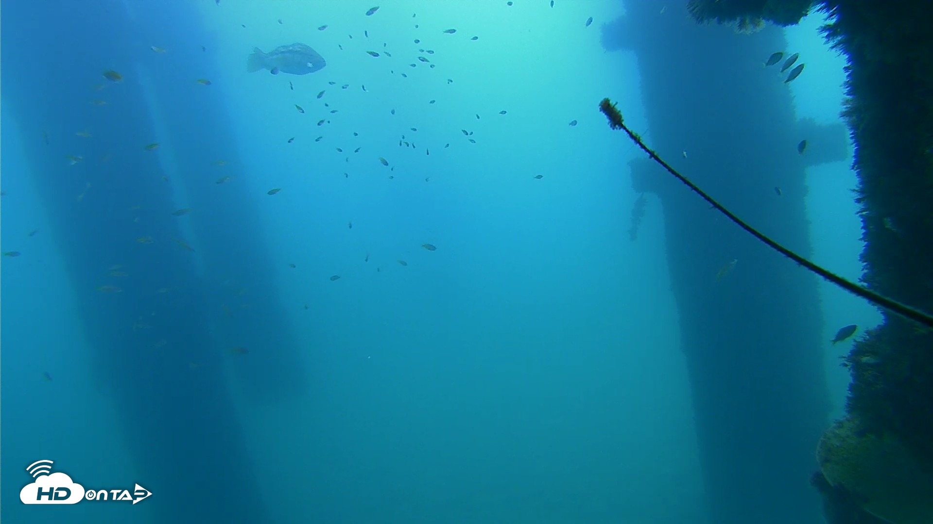 Snapshot of Scripps Pier Underwater Live Webcam taken Sep 21, 2026, 10:39am PDT