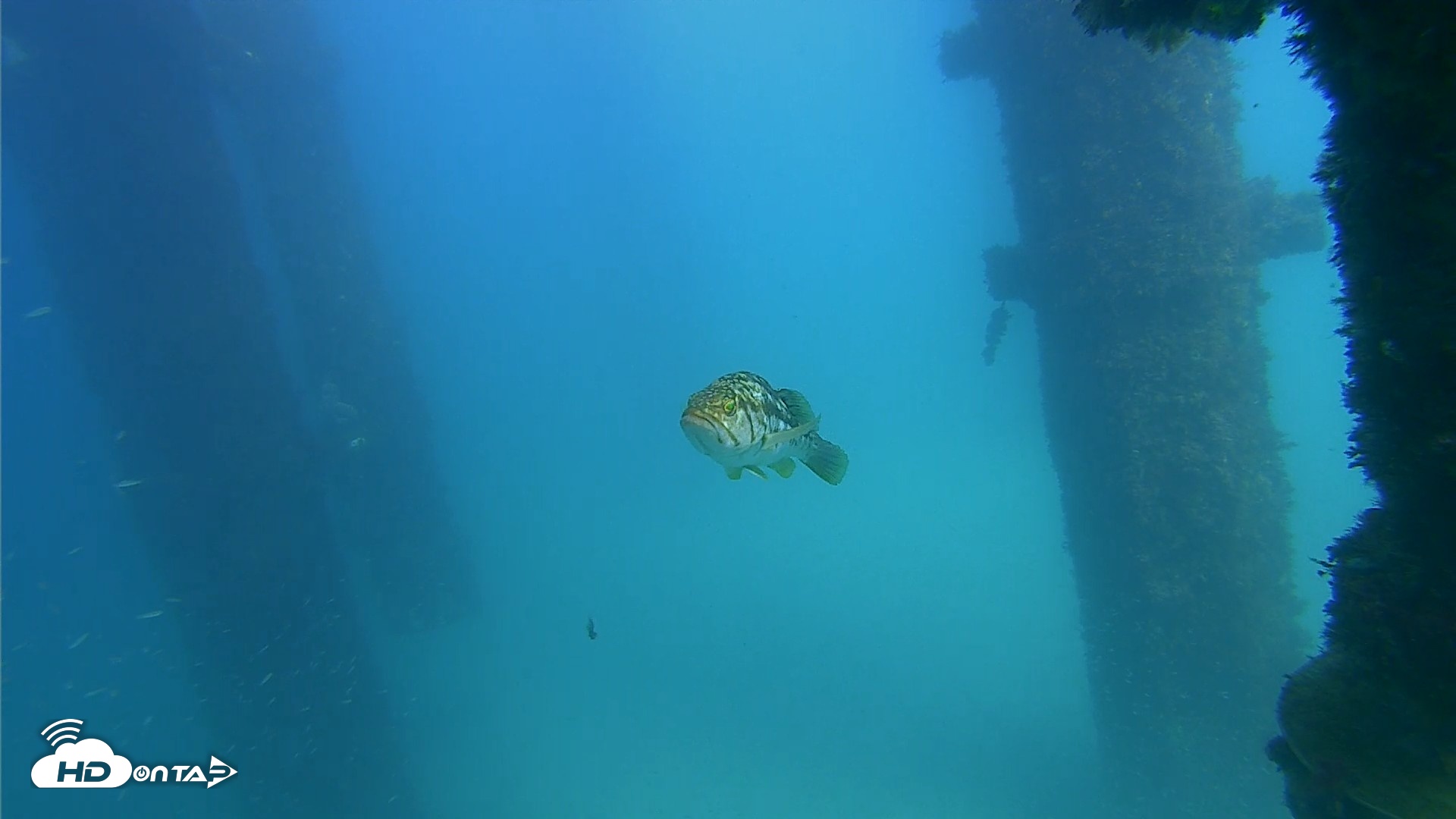 Snapshot of Scripps Pier Underwater Live Webcam taken Sep 25, 2026, 3:01pm PDT
