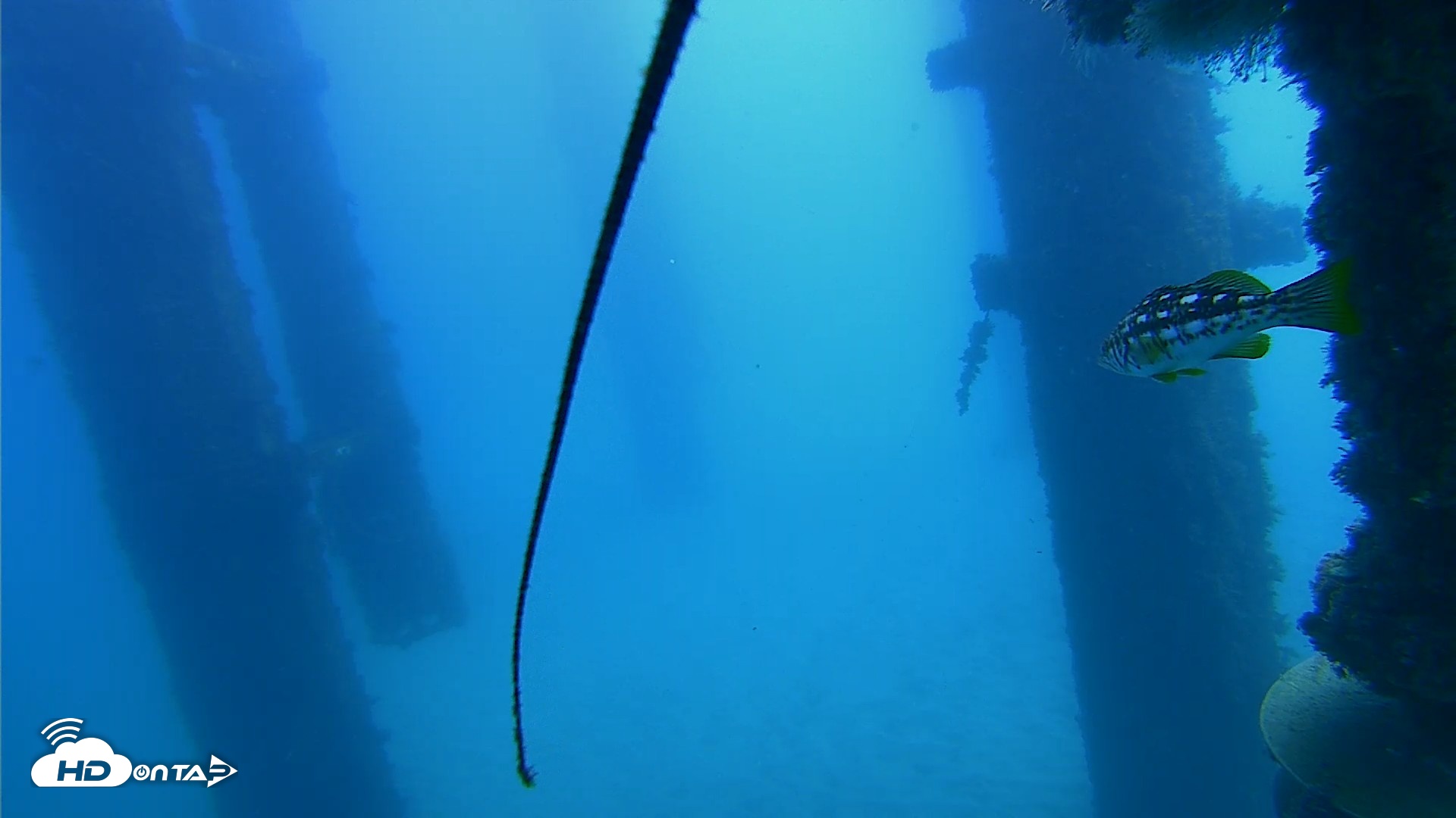 Snapshot of Scripps Pier Underwater Live Webcam taken Oct 22, 2026, 12:13pm PDT