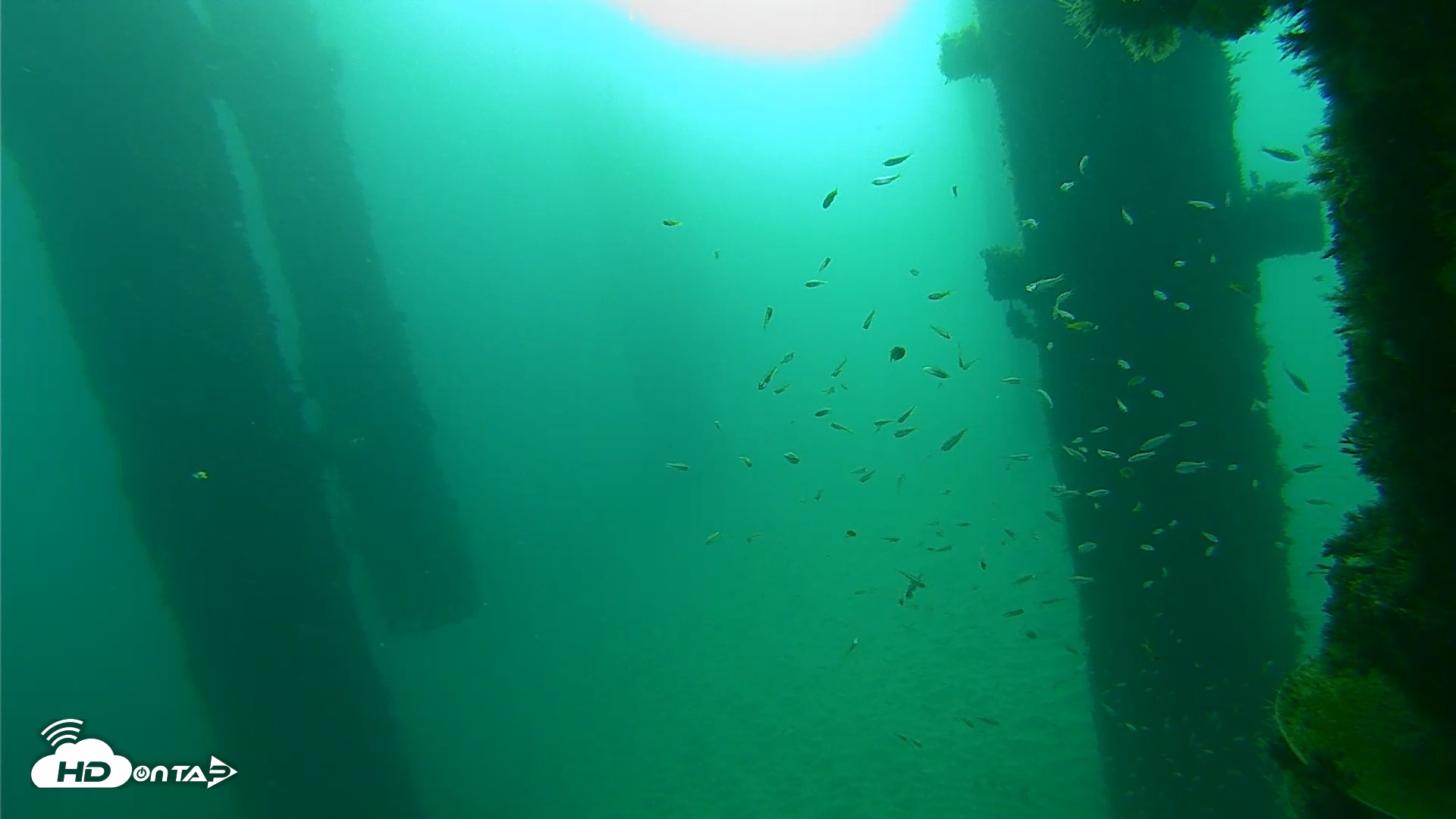 Snapshot of Scripps Pier Underwater Live Webcam taken Sep 25, 2026, 8:17am PDT
