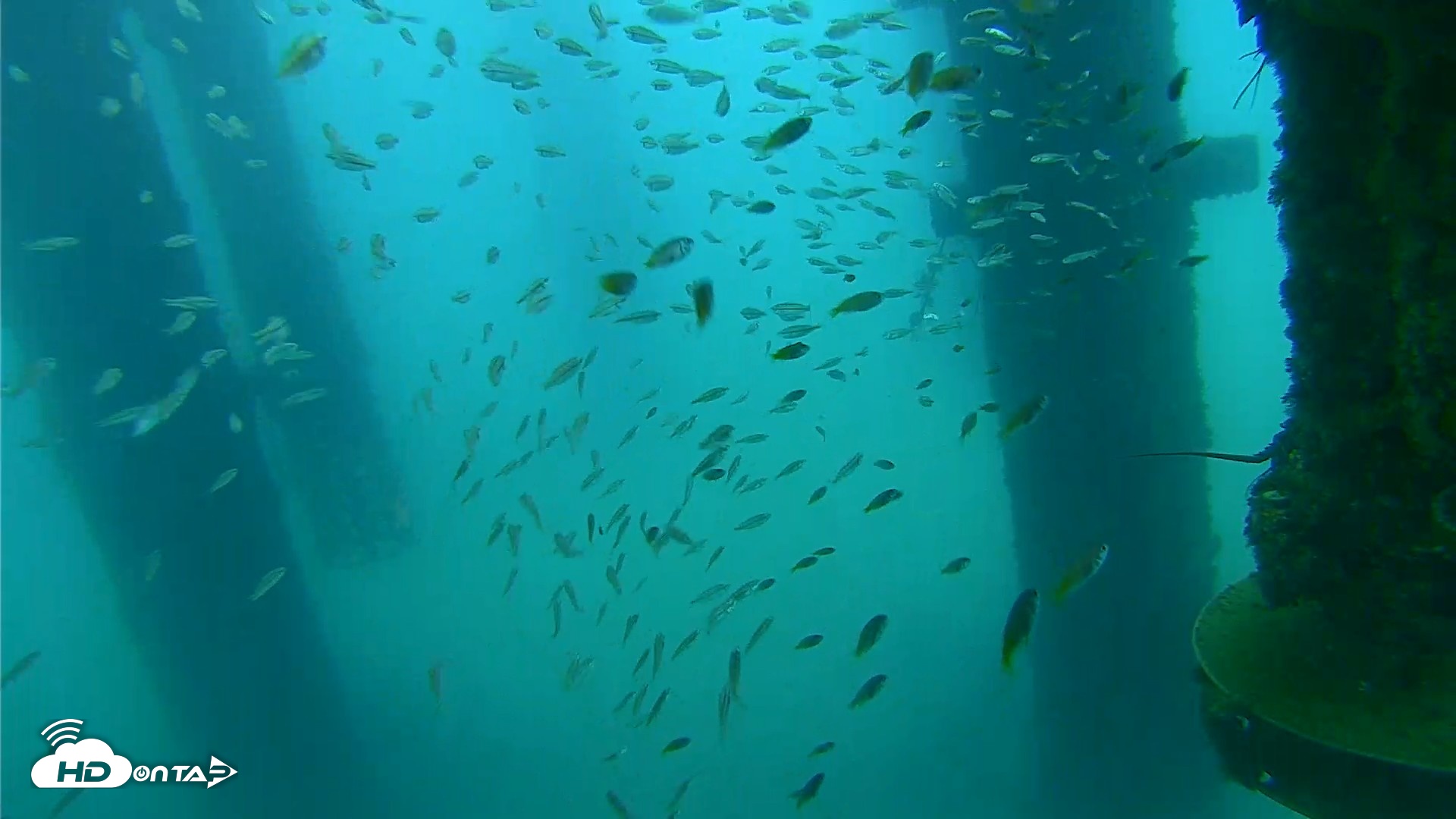 Snapshot of Scripps Pier Underwater Live Webcam taken Aug 27, 2026, 7:35am PDT