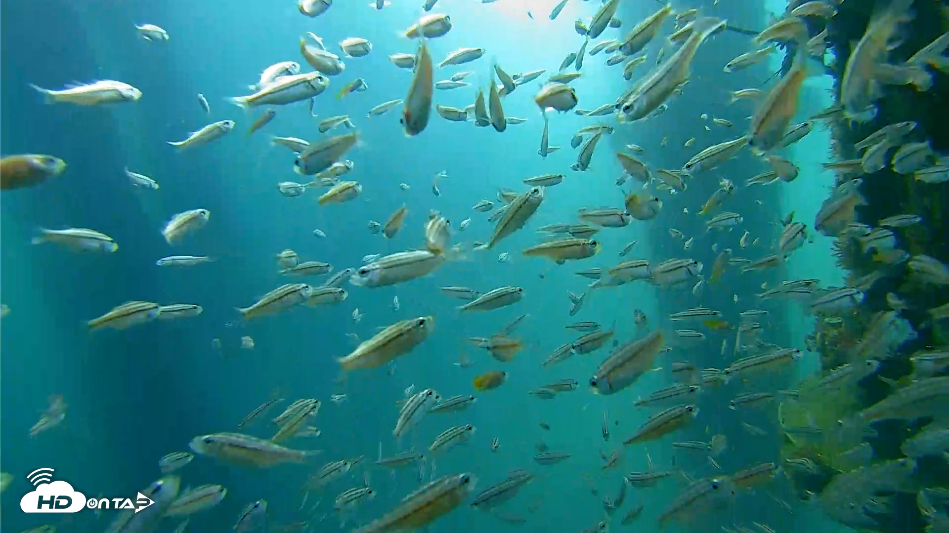 Snapshot of Scripps Pier Underwater Live Webcam taken Aug 30, 2026, 8:43am PDT