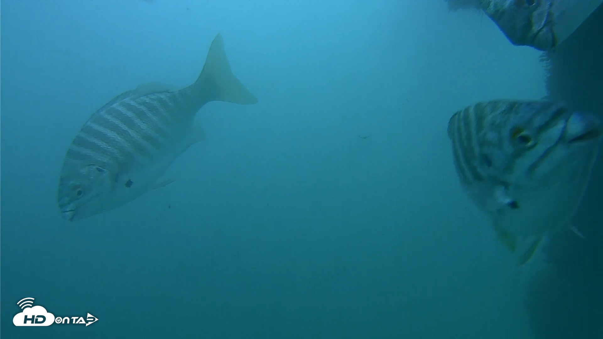 Snapshot of Scripps Pier Underwater Live Webcam taken Oct 11, 2026, 3:45pm PDT
