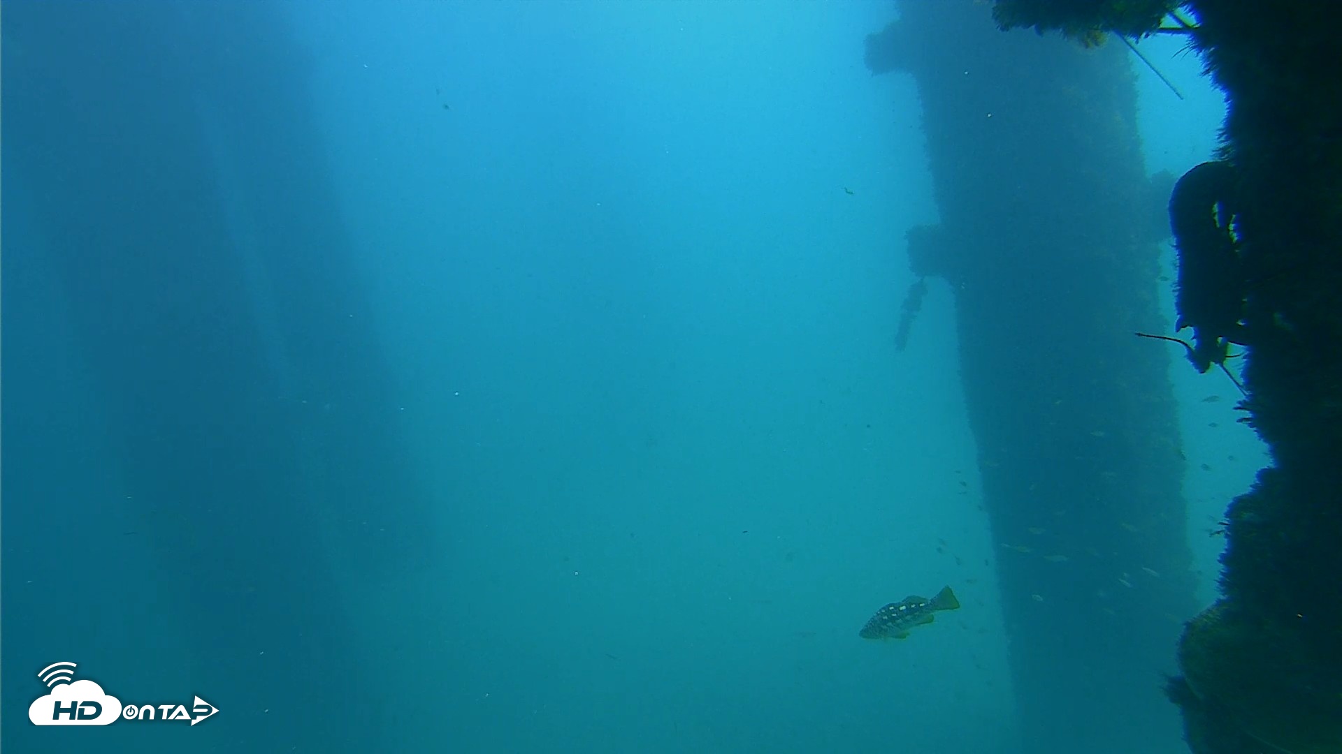 Snapshot of Scripps Pier Underwater Live Webcam taken Sep 28, 2026, 1:29pm PDT