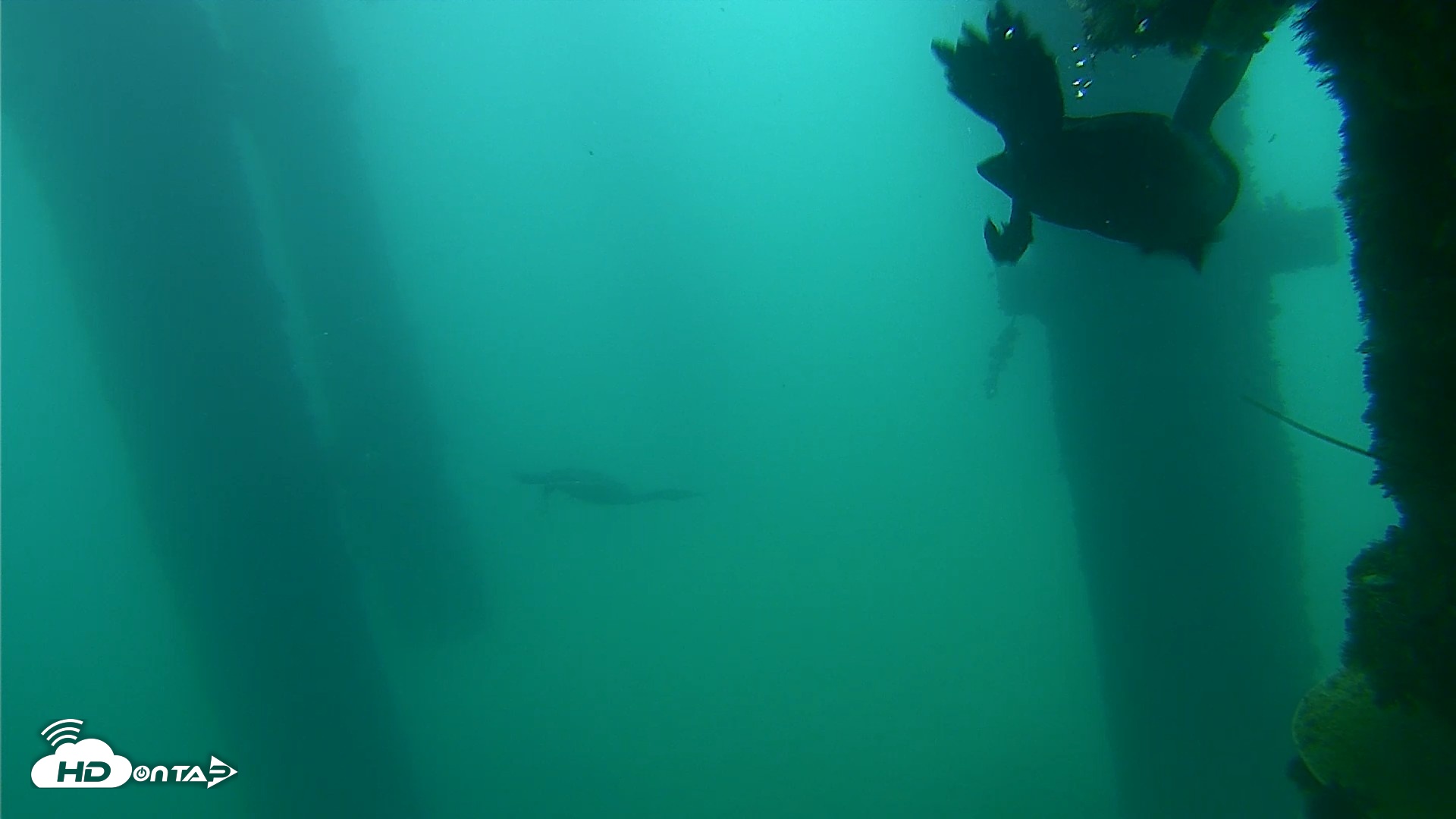 Snapshot of Scripps Pier Underwater Live Webcam taken Sep 18, 2026, 7:55am PDT