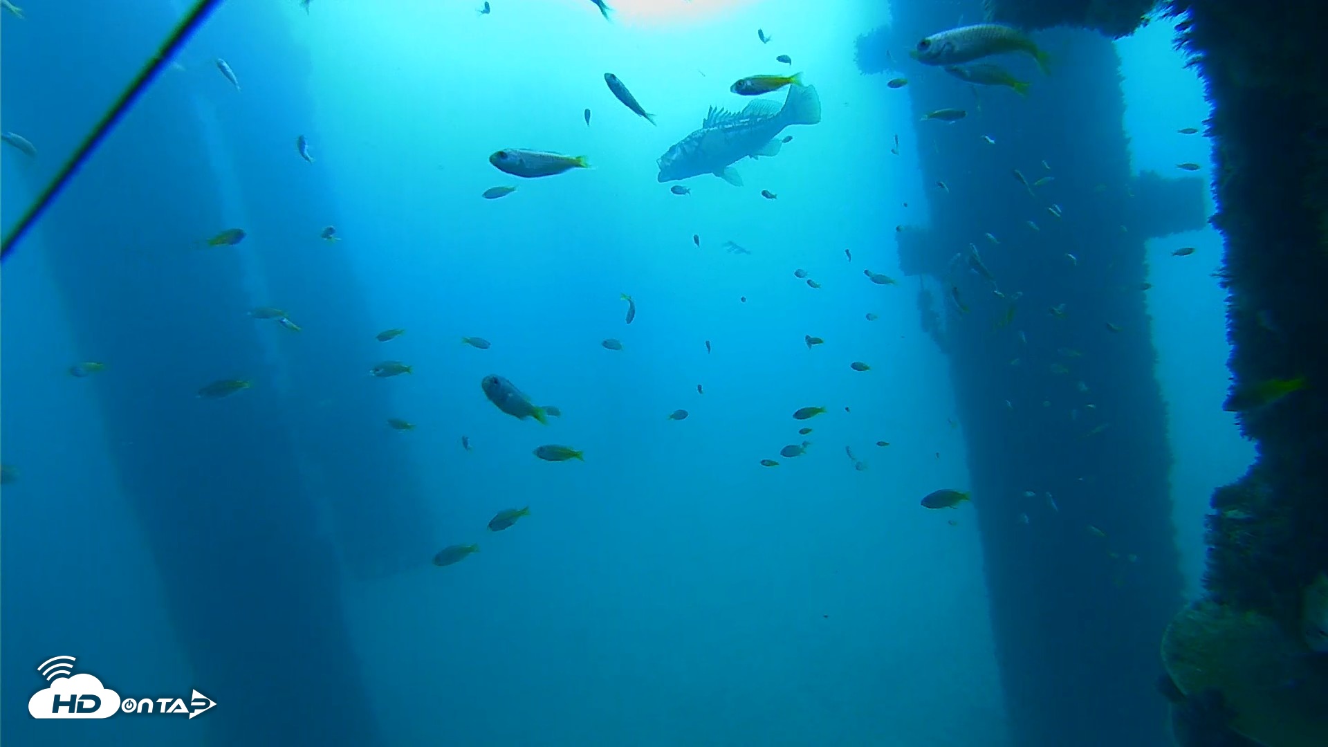 Snapshot of Scripps Pier Underwater Live Webcam taken Sep 19, 2026, 9:09am PDT