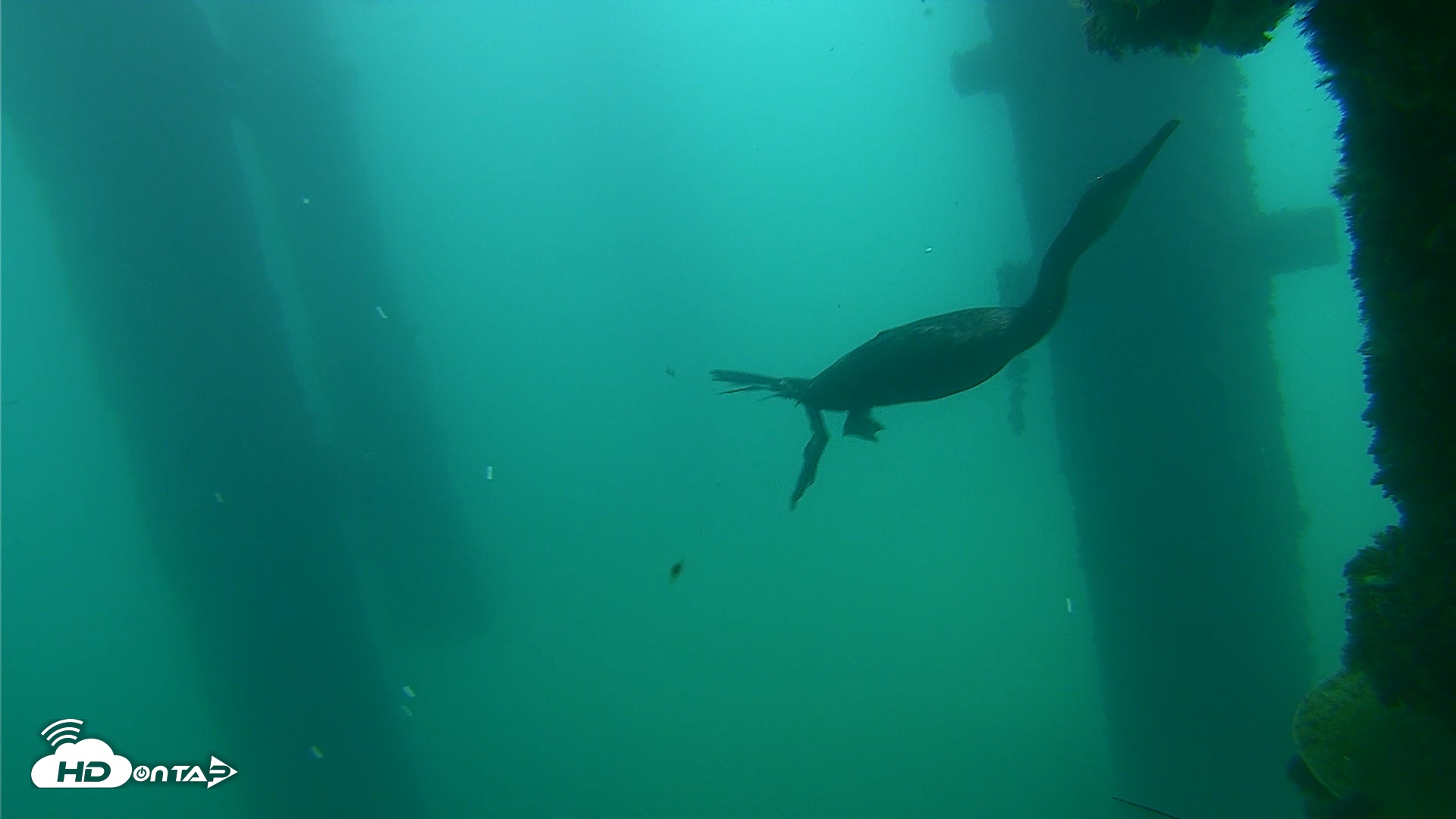 Snapshot of Scripps Pier Underwater Live Webcam taken Sep 18, 2026, 7:56am PDT