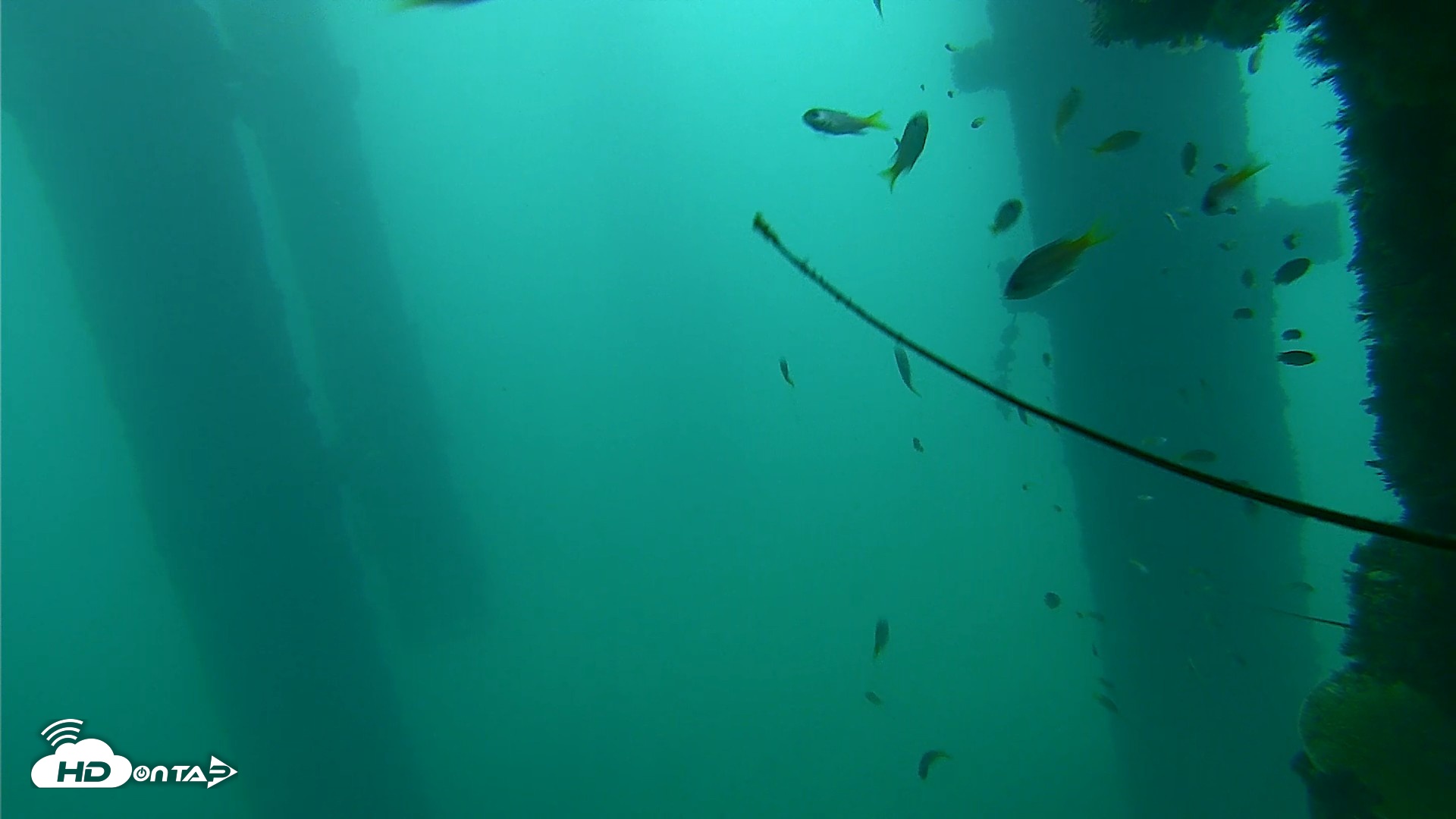 Snapshot of Scripps Pier Underwater Live Webcam taken Sep 16, 2026, 7:10am PDT
