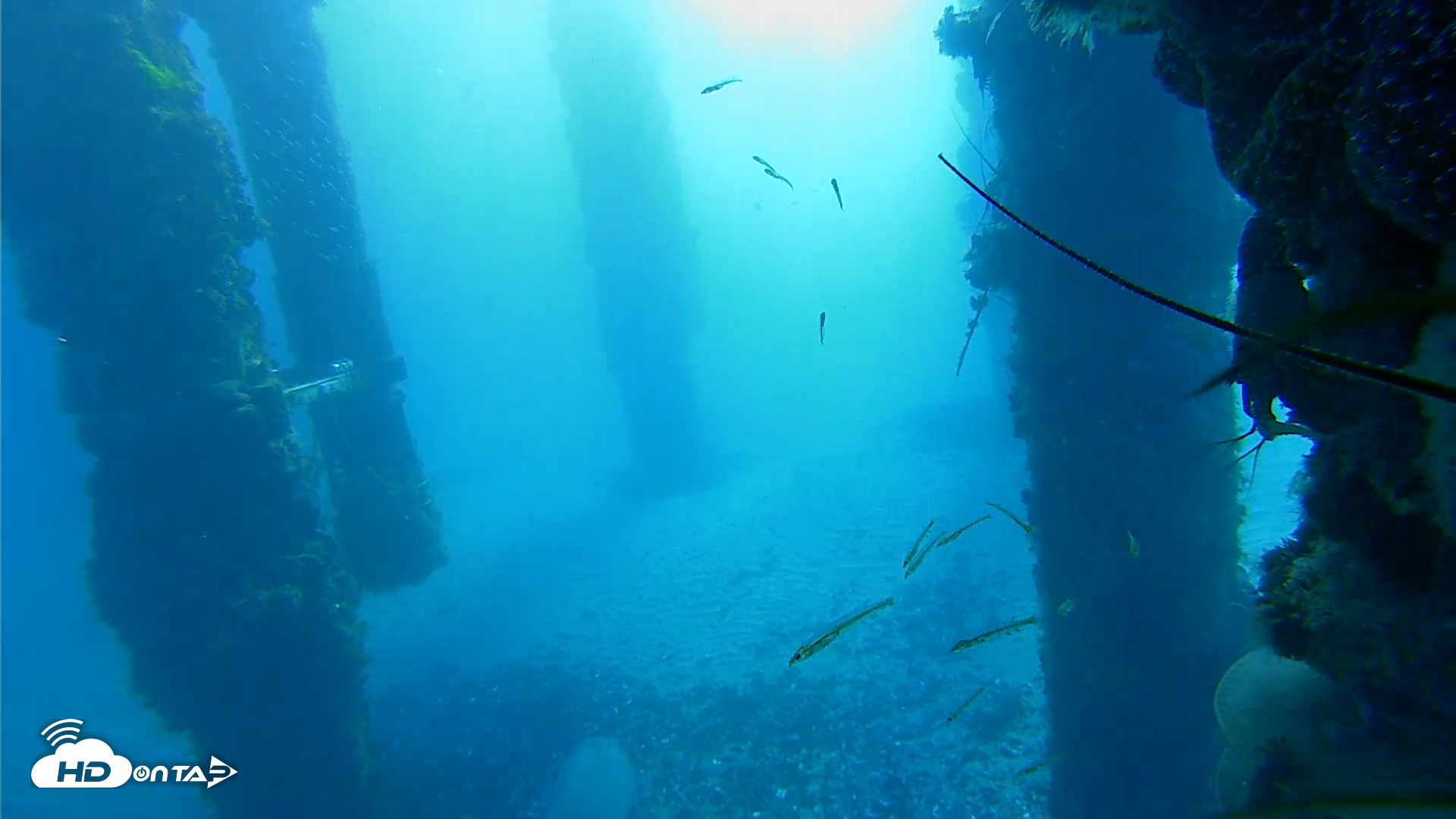 Snapshot of Scripps Pier Underwater Live Webcam taken Jan 27, 2026, 7:46am PST