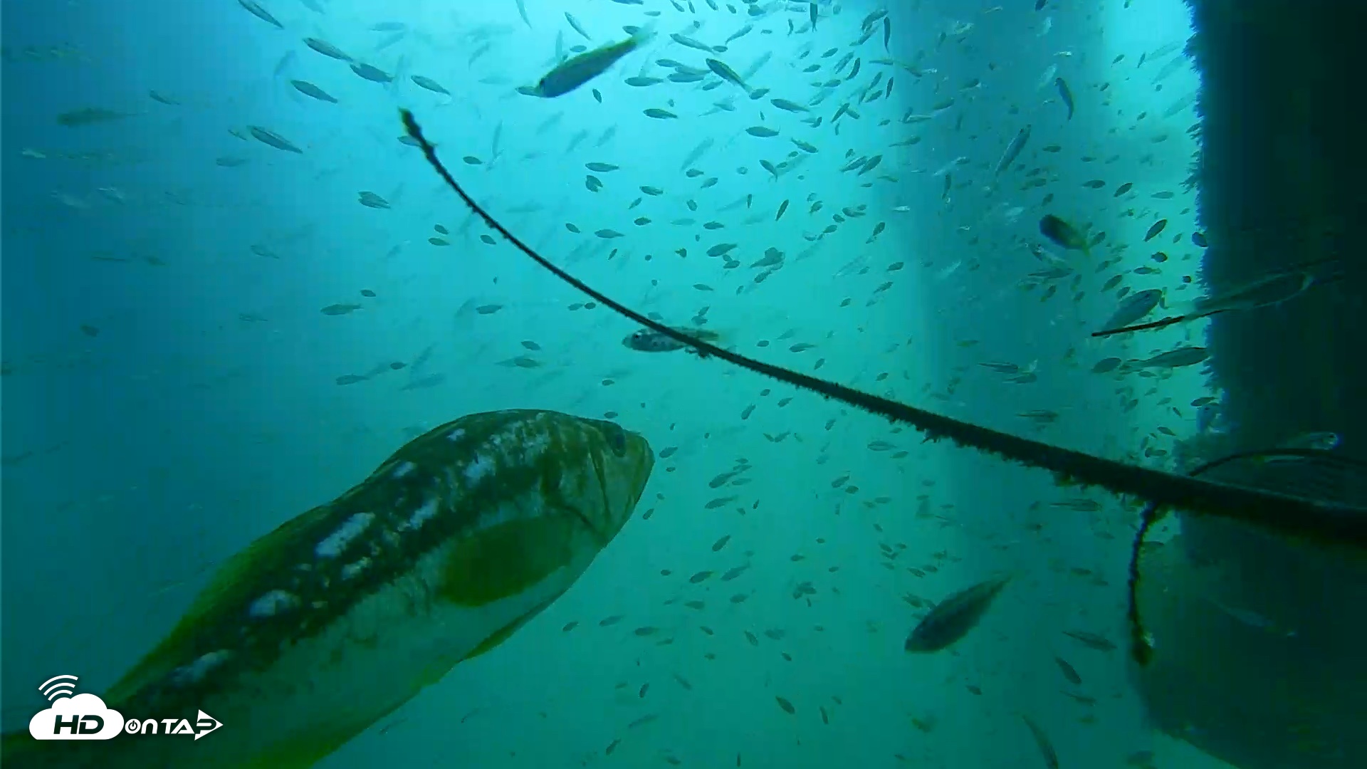 Snapshot of Scripps Pier Underwater Live Webcam taken Aug 30, 2026, 10:49am PDT