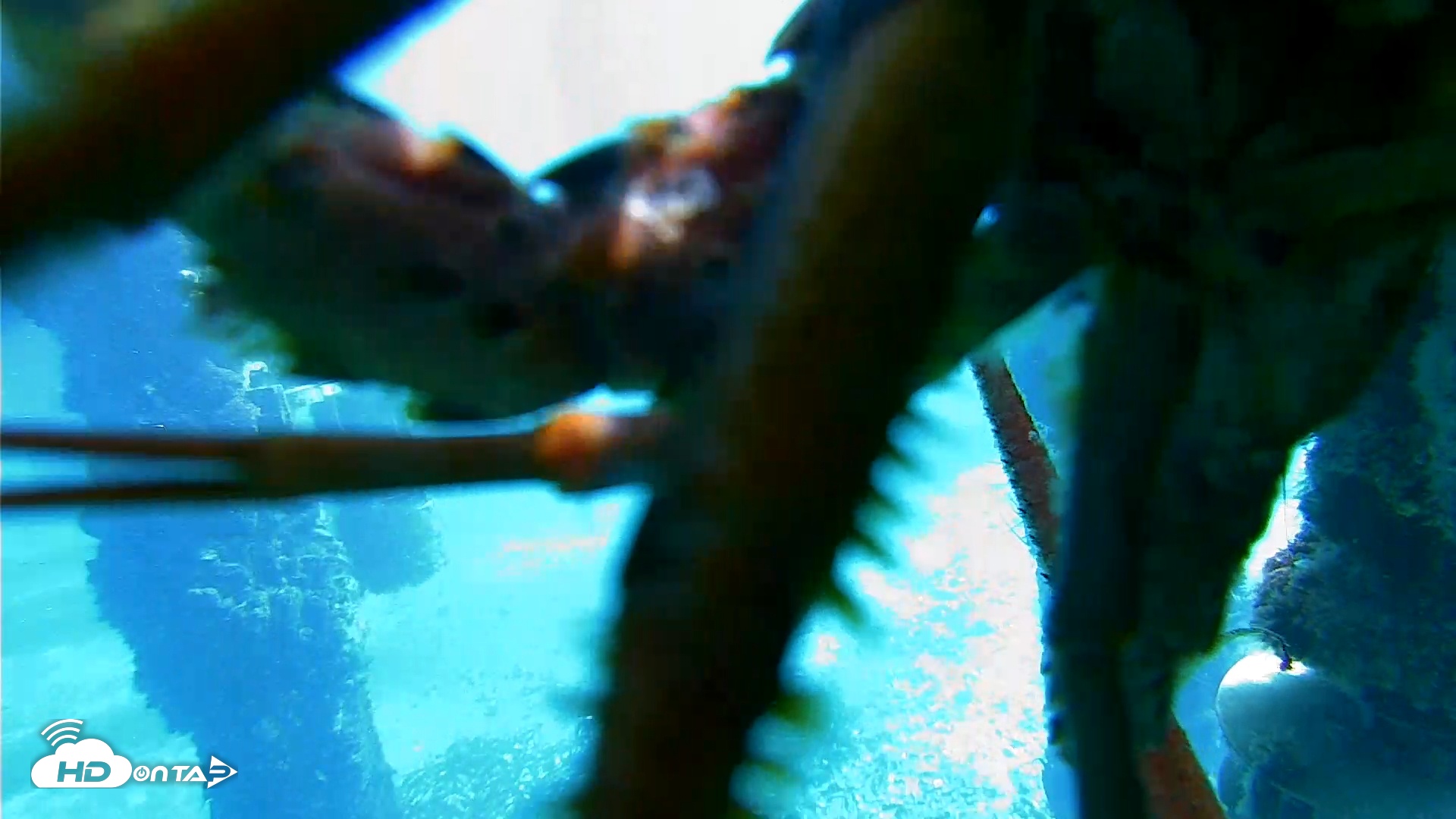 Snapshot of Scripps Pier Underwater Live Webcam taken Jan 29, 2026, 11:00am PST