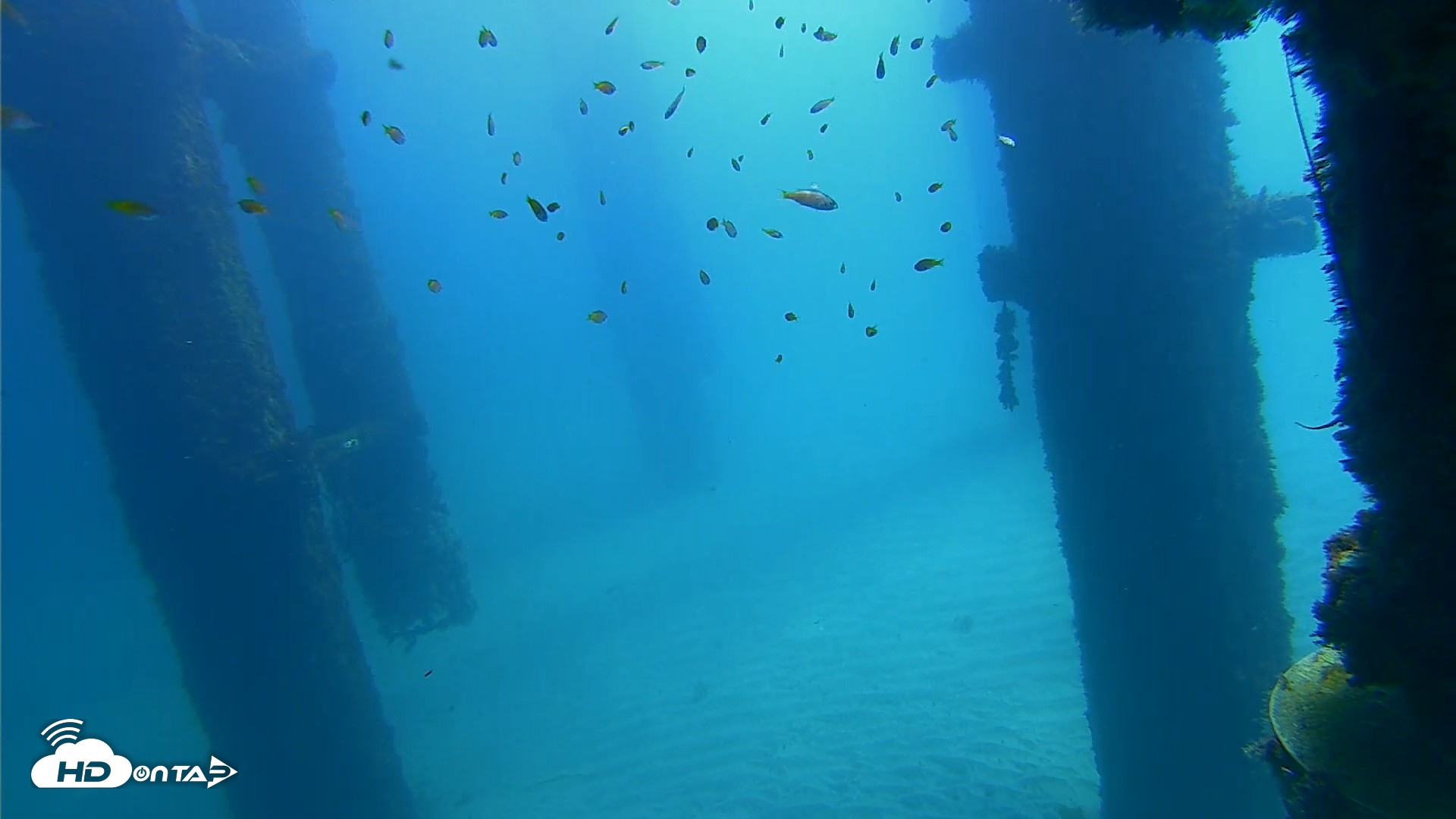 Snapshot of Scripps Pier Underwater Live Webcam taken Oct 6, 2026, 11:34am PDT
