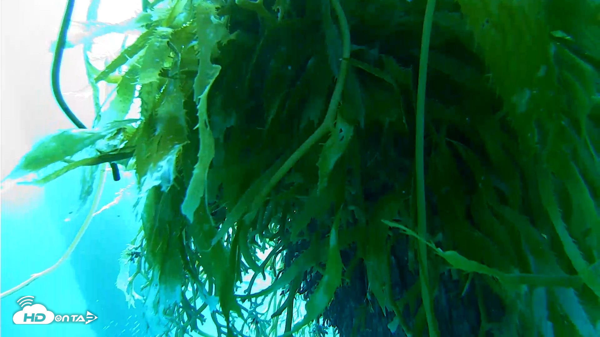 Snapshot of Scripps Pier Underwater Live Webcam taken Oct 5, 2026, 8:37am PDT