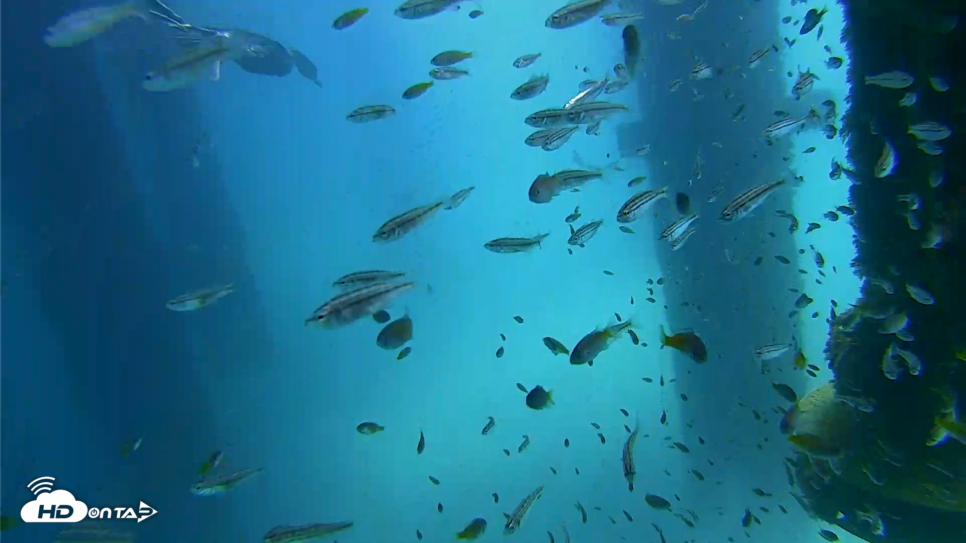 Snapshot of Scripps Pier Underwater Live Webcam taken Aug 27, 2026, 12:37pm PDT
