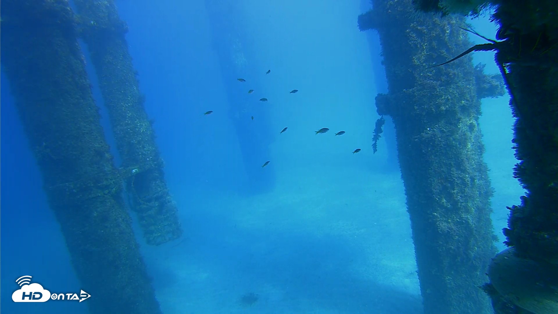 Snapshot of Scripps Pier Underwater Live Webcam taken Oct 16, 2026, 3:16pm PDT