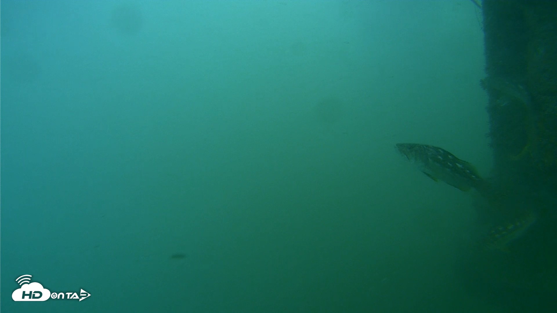 Snapshot of Scripps Pier Underwater Live Webcam taken Jul 27, 2026, 8:20am PDT